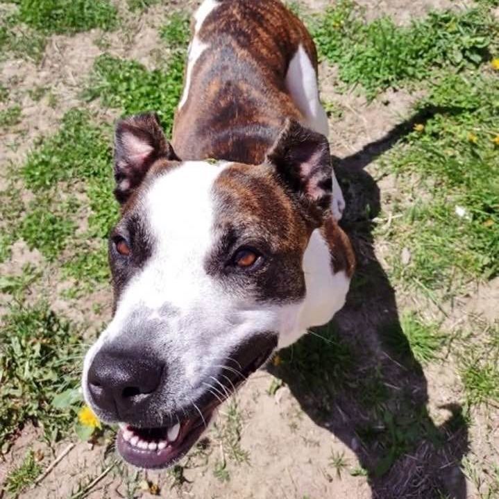 MONTANA- Needs a foster/forever home! photo 5