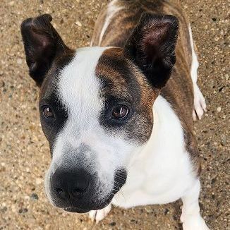 MONTANA- Needs a foster/forever home!, an adoptable Boxer in Birmingham, MI, 48012 | Photo Image 1