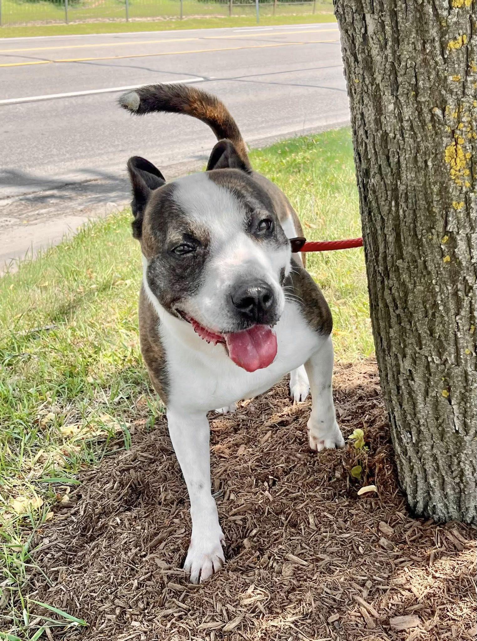 MONTANA- Needs a foster/forever home! — thumbnail 6