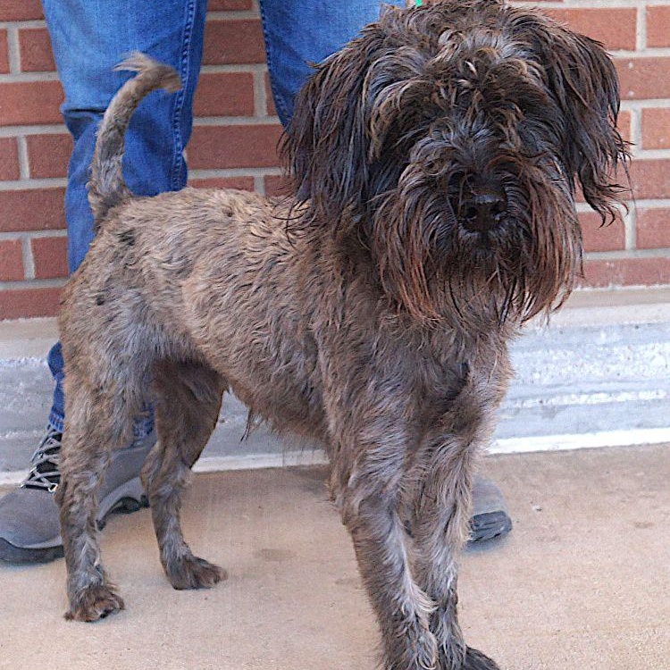 Enlarge Maximus, an adoptable mixed breed in Carrollton, TX image 2/2