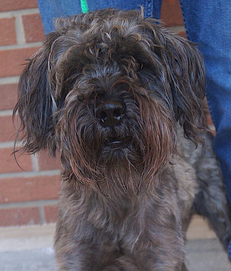 Enlarge Maximus, an adoptable mixed breed in Carrollton, TX image 1/2