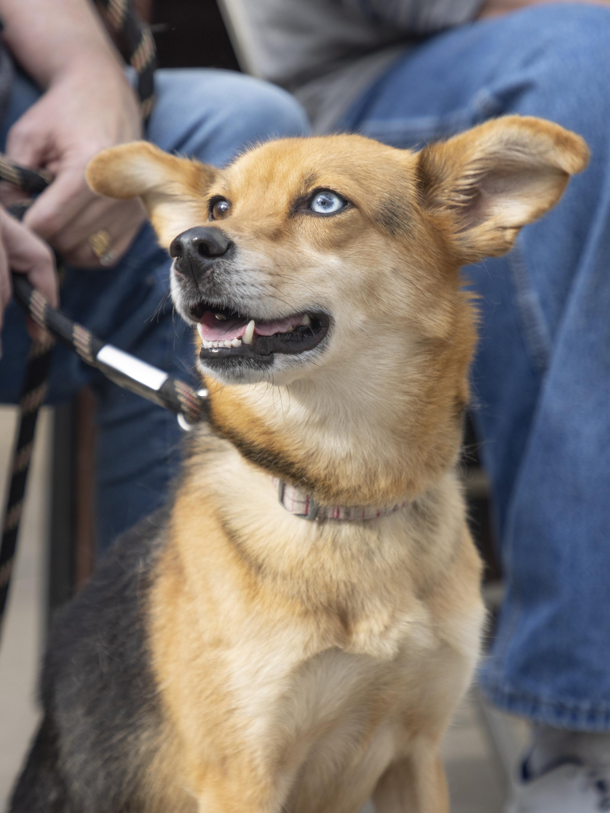 Enlarge Blue, a Adoptable mixed breed in Minneapolis, MN image 1/6