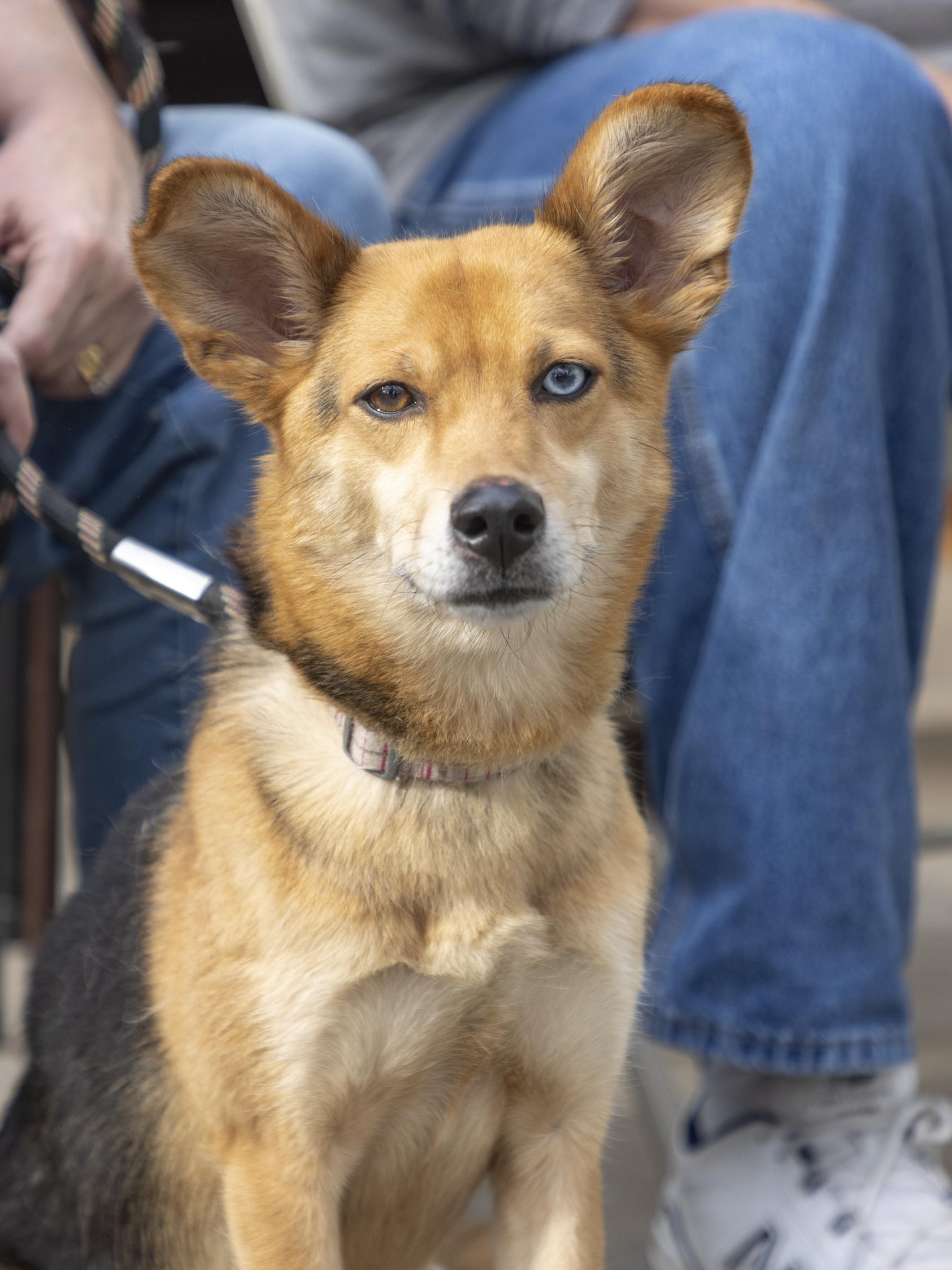 Enlarge Blue, a Adoptable mixed breed in Minneapolis, MN image 6/6