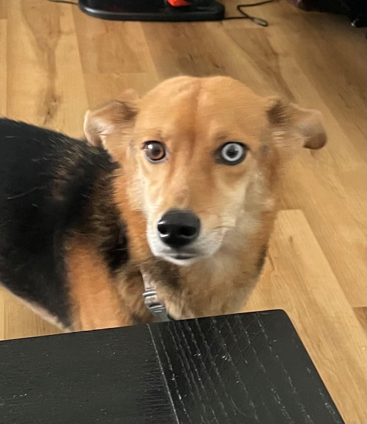 Enlarge Blue, a Adoptable mixed breed in Minneapolis, MN image 4/6