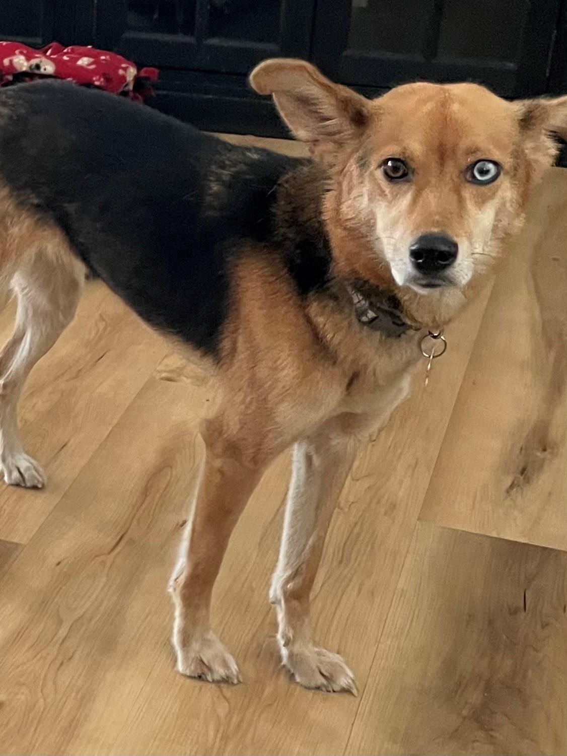 Enlarge Blue, a Adoptable mixed breed in Minneapolis, MN image 3/6