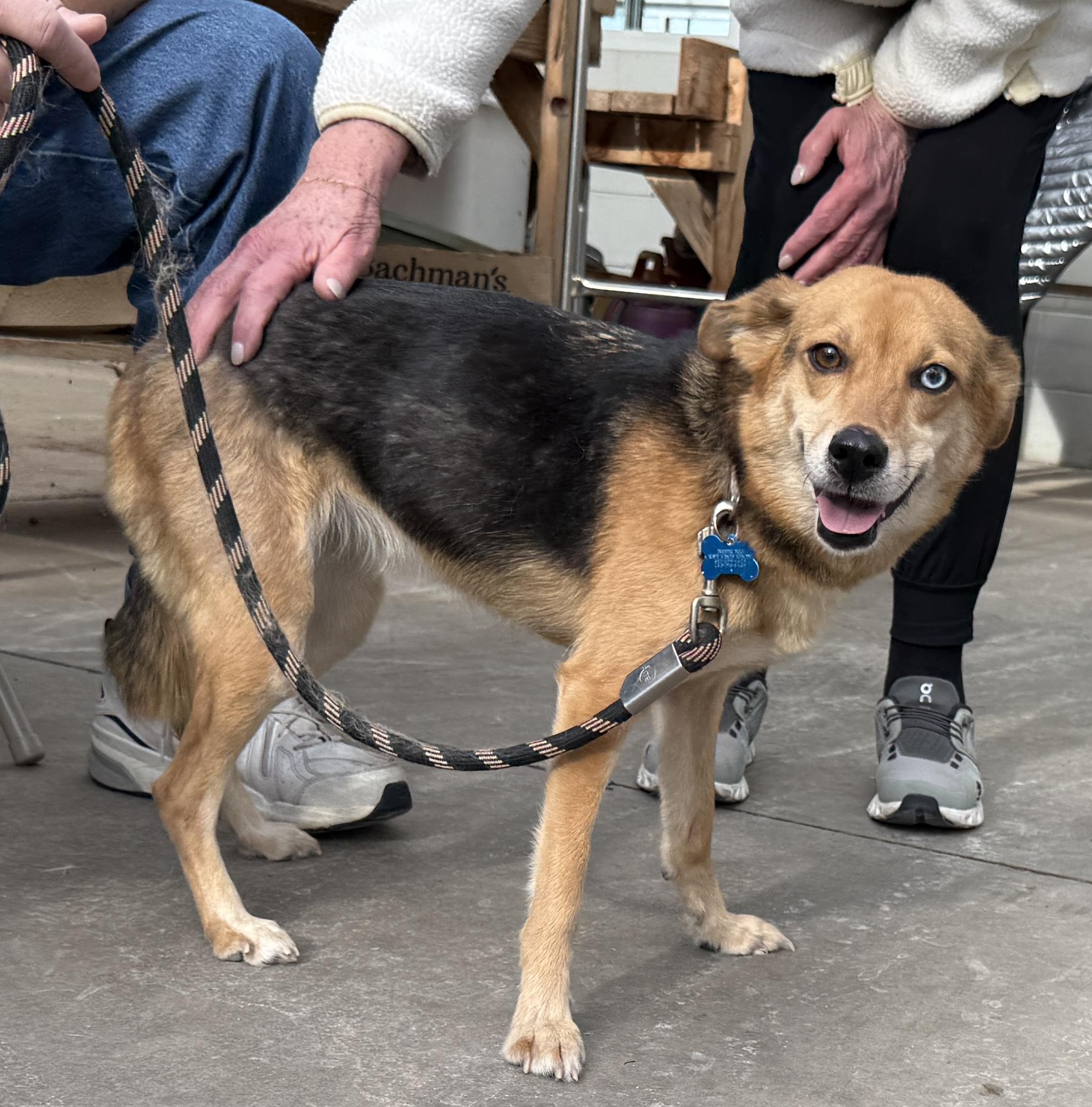 Enlarge Blue, a Adoptable mixed breed in Minneapolis, MN image 5/6