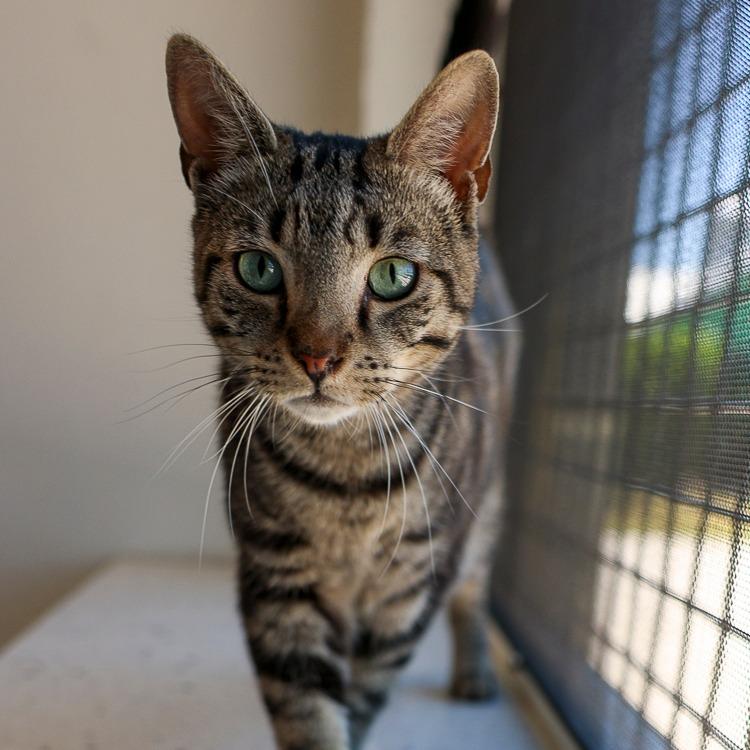 Snuffy, Adoptable, Young Male Domestic Short Hair.