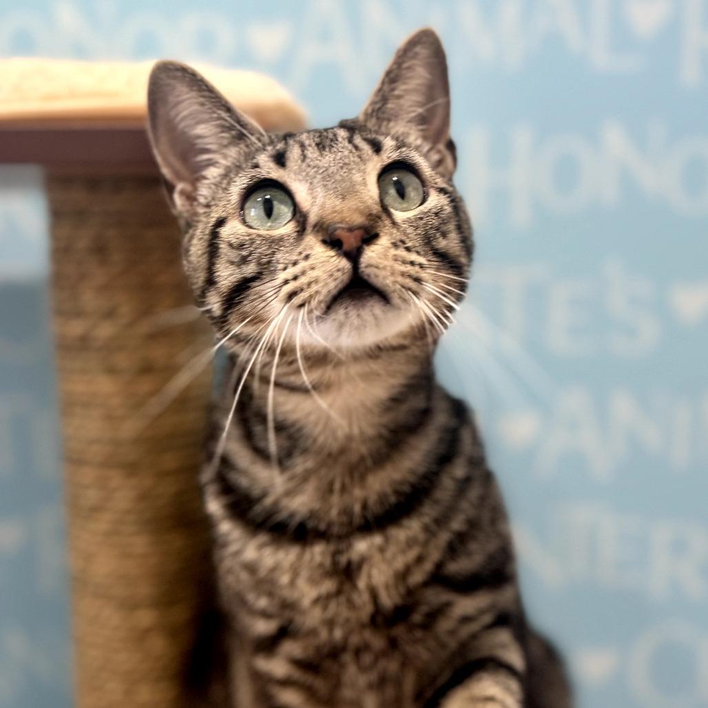 Snuffy, Adoptable, Young Male Domestic Short Hair.