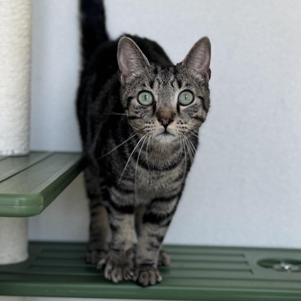 Enlarge Snuffy, a Adoptable Domestic Short Hair in Bradenton, FL image 2/2
