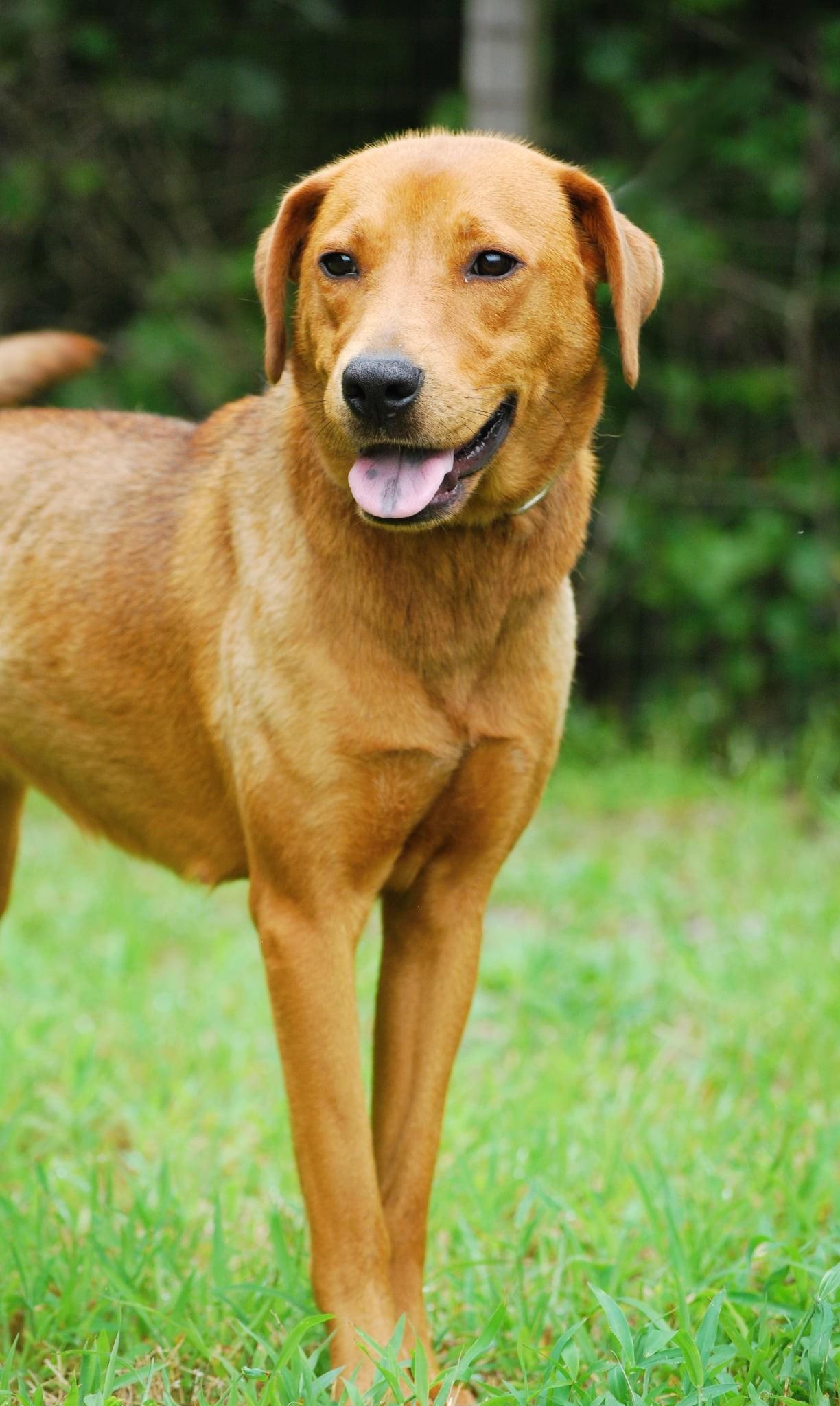 Anne, a Adoptable mixed breed in manchester, TN image 3/4