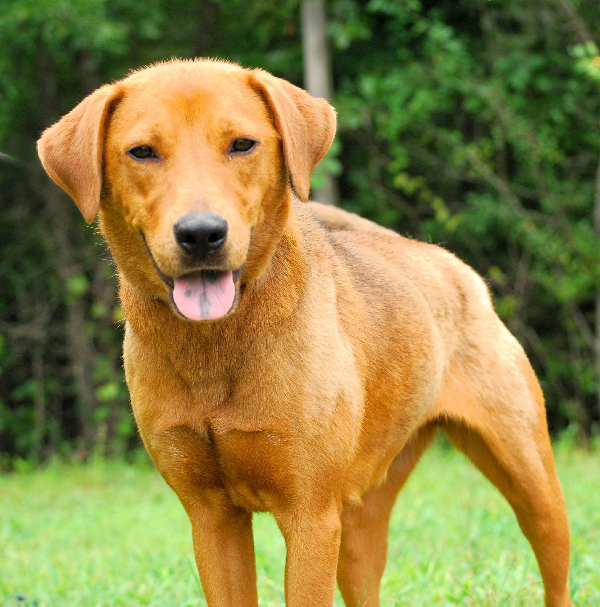 Anne, a Adoptable mixed breed in manchester, TN image 1/4
