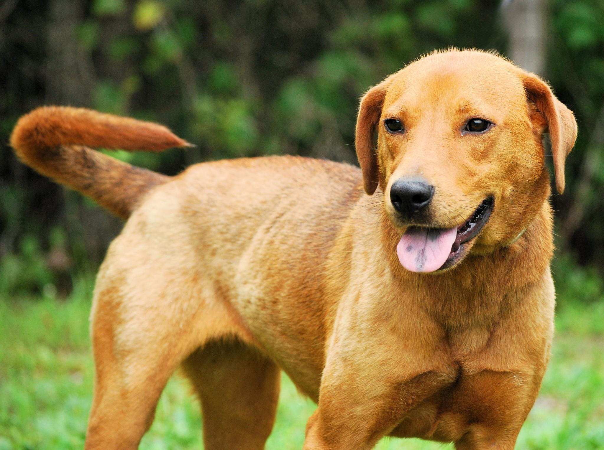 Anne, a Adoptable mixed breed in manchester, TN image 4/4