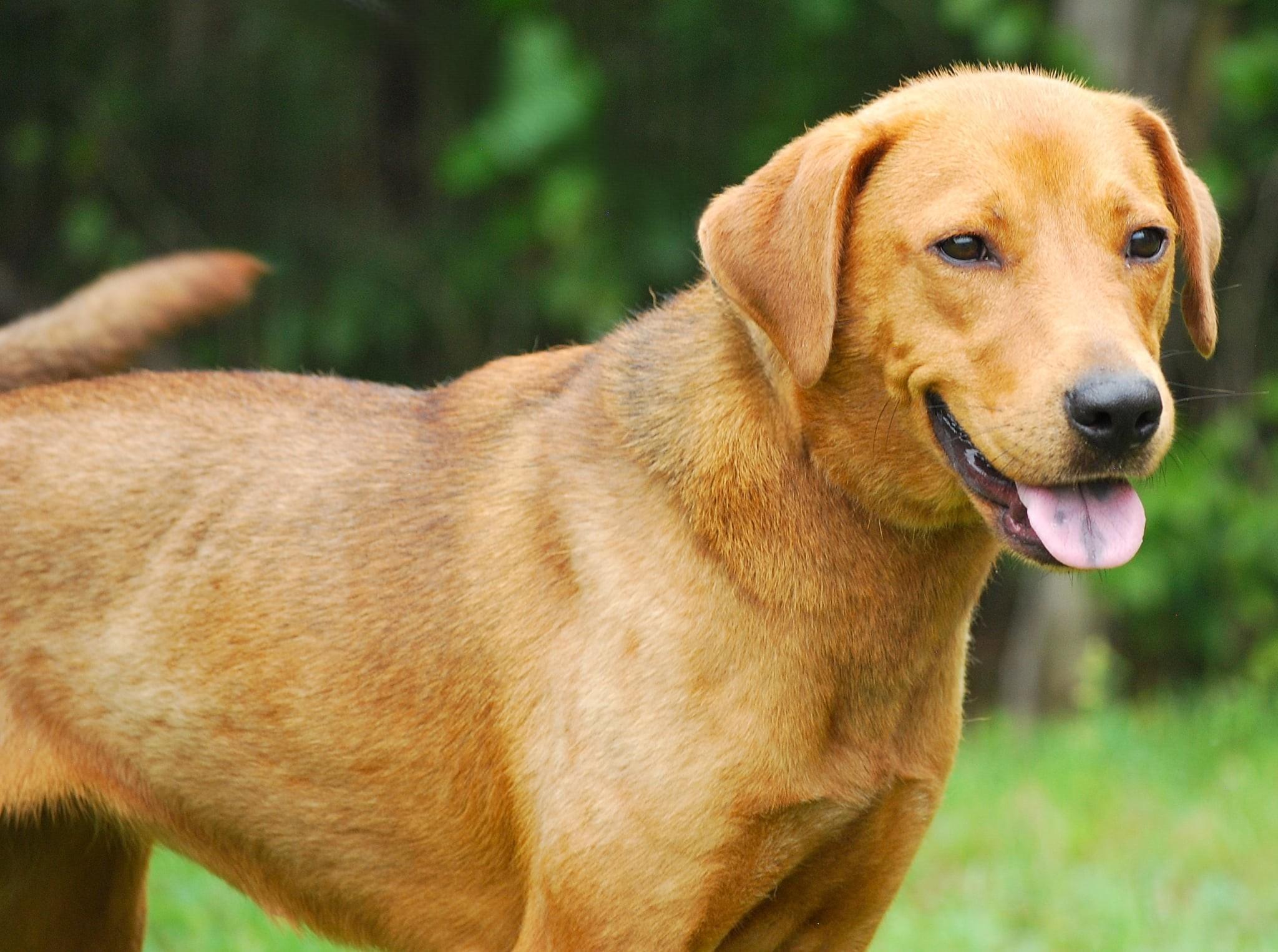 Anne, a Adoptable mixed breed in manchester, TN image 2/4