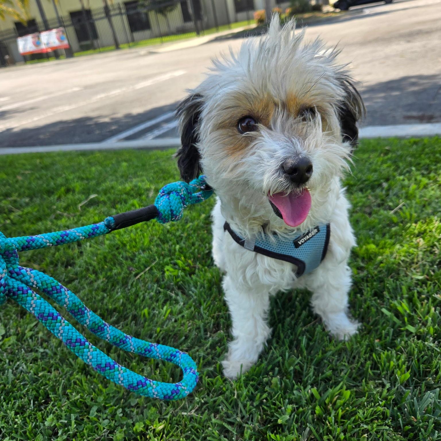 Princess, Adopted, Young Female Poodle.