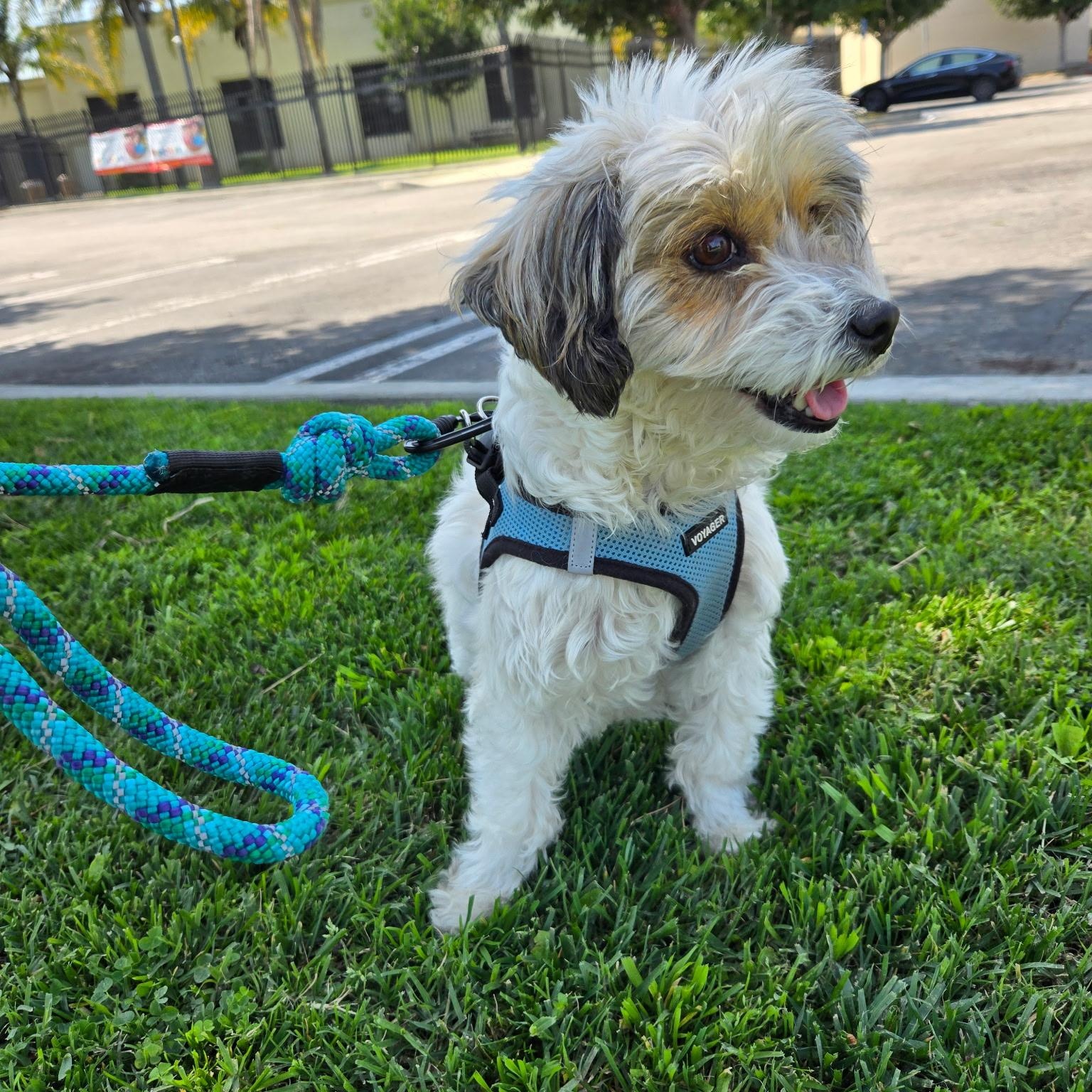 Princess, a Adopted mixed breed in Torrance, CA image 2/2