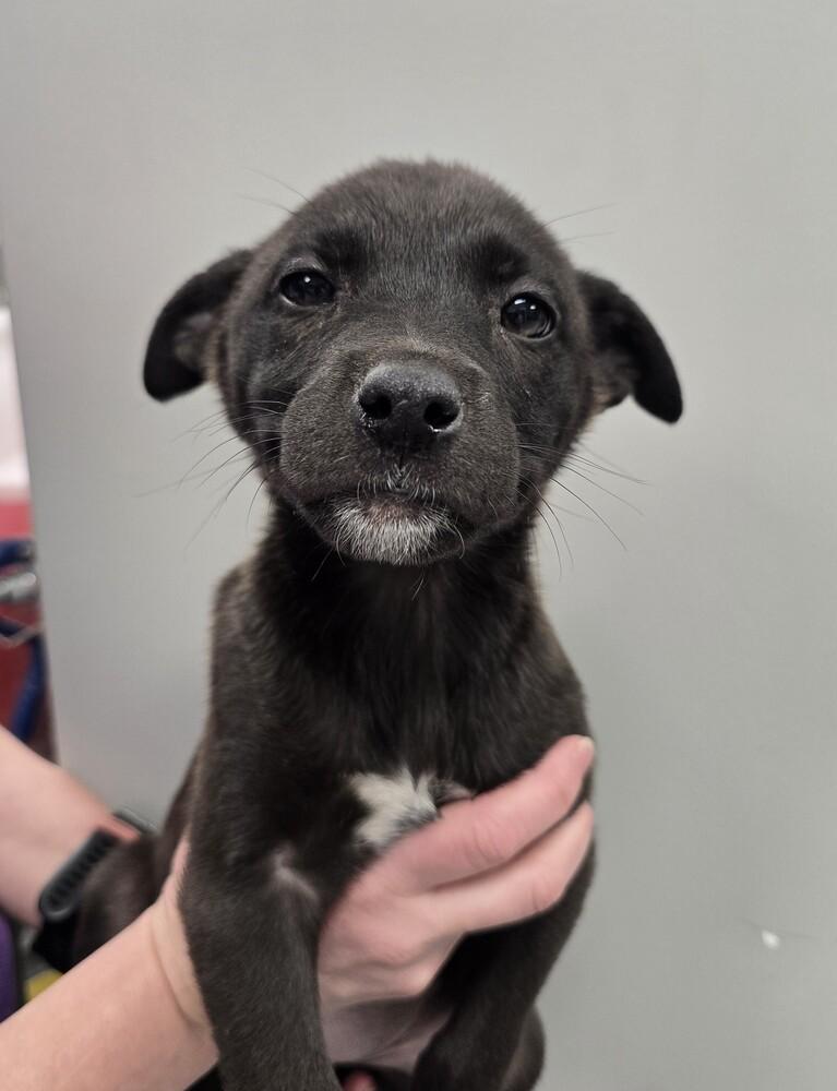 MoonPetal, Adoptable, Puppy Female Mixed Breed.