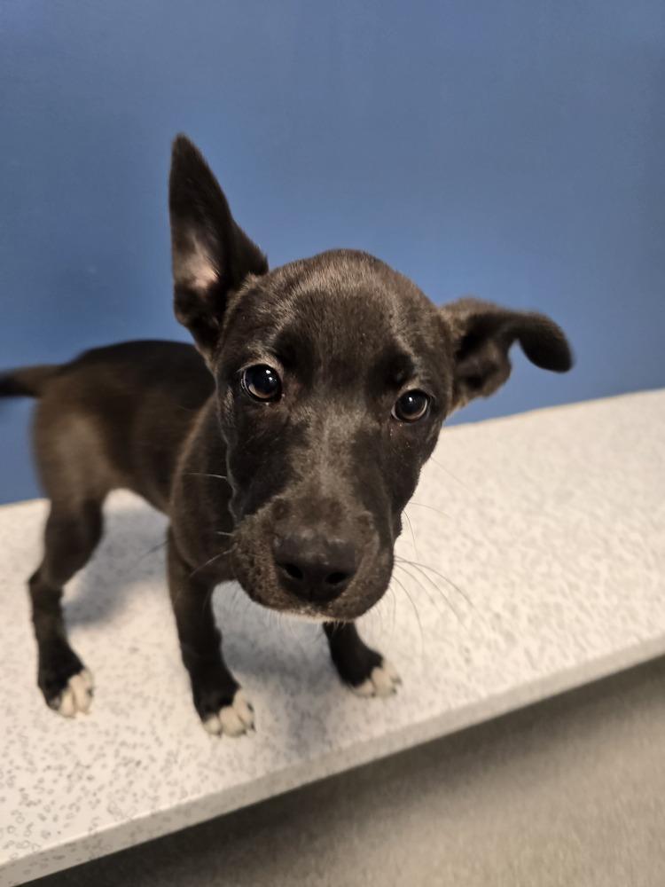 Enlarge MoonPetal, a Adoptable mixed breed in Wellington, KS image 2/3