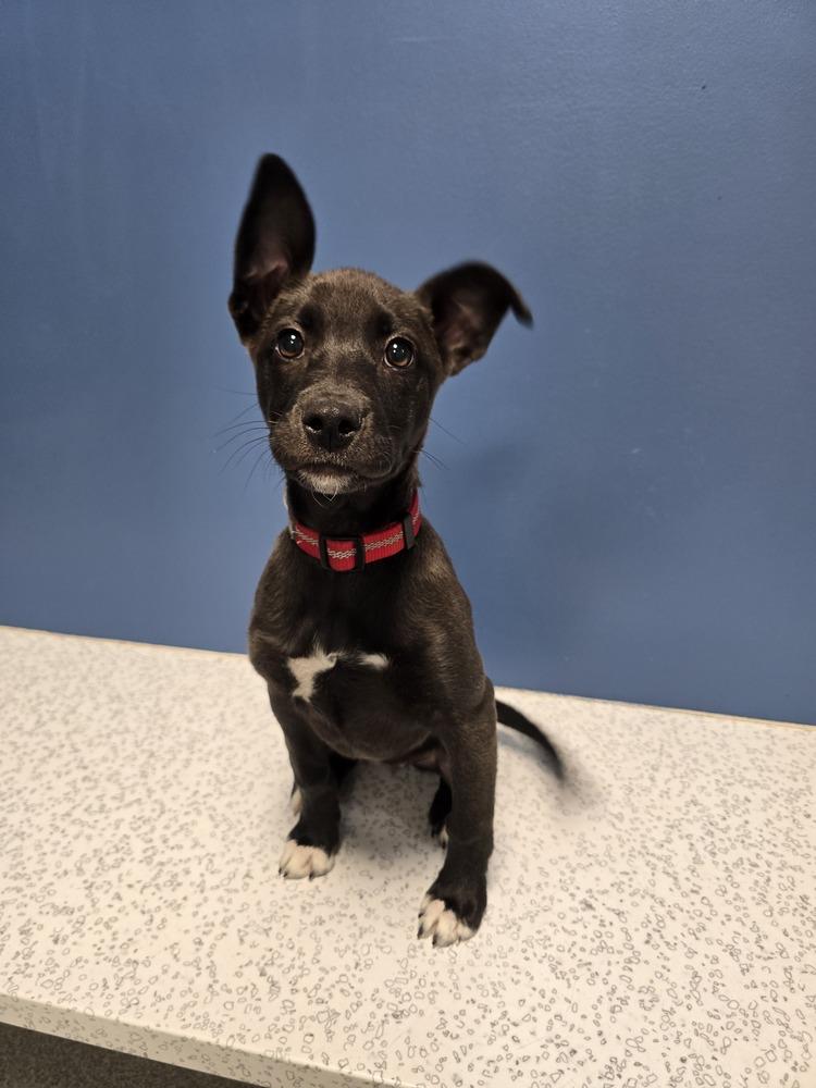 Enlarge MoonPetal, a Adoptable mixed breed in Wellington, KS image 3/3