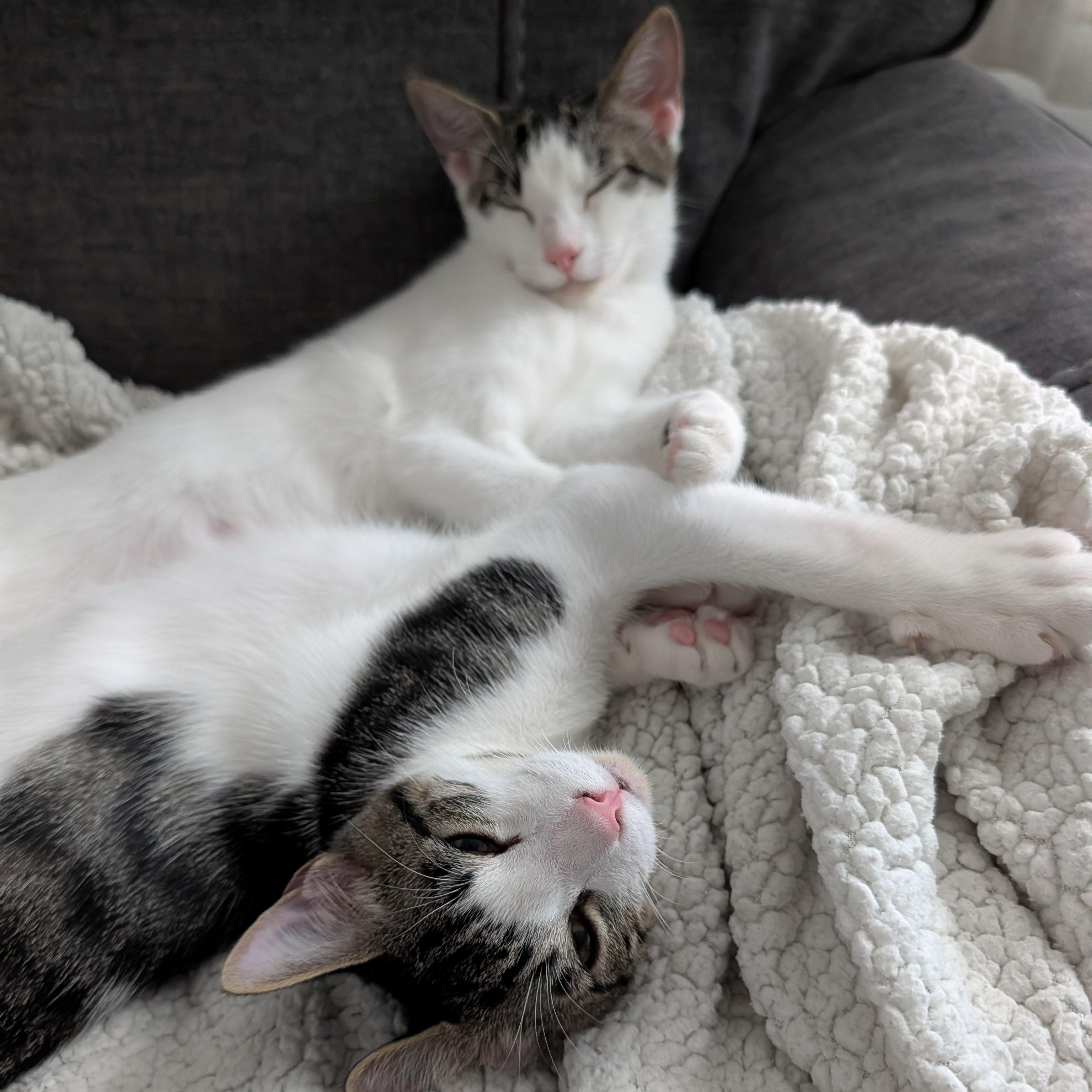 Enlarge Tucker and Baby Mia, a Adoptable mixed breed in st louis, MO image 2/6
