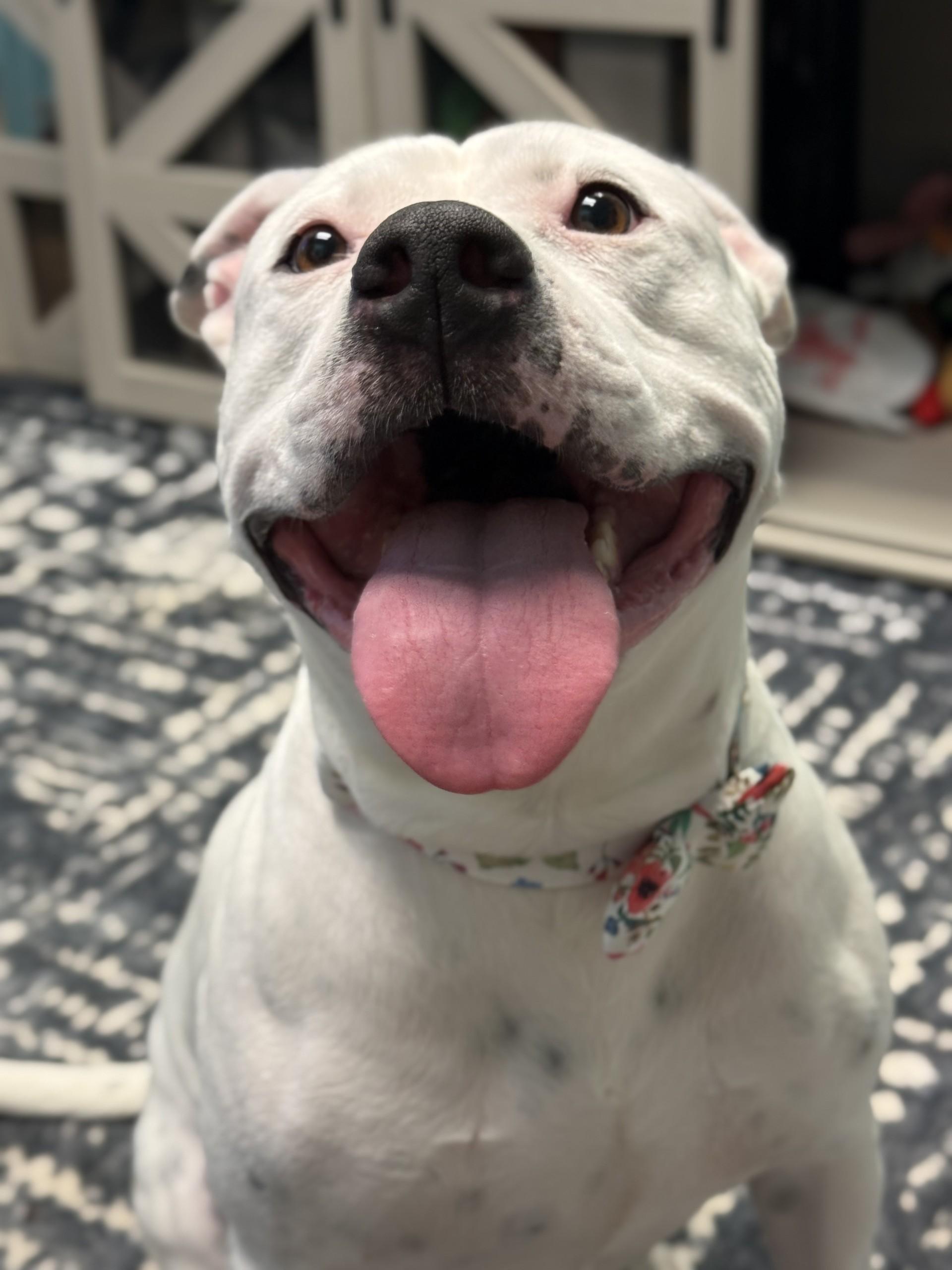 Poochyena, ADOPTABLE, Adult Female American Staffordshire Terrier.