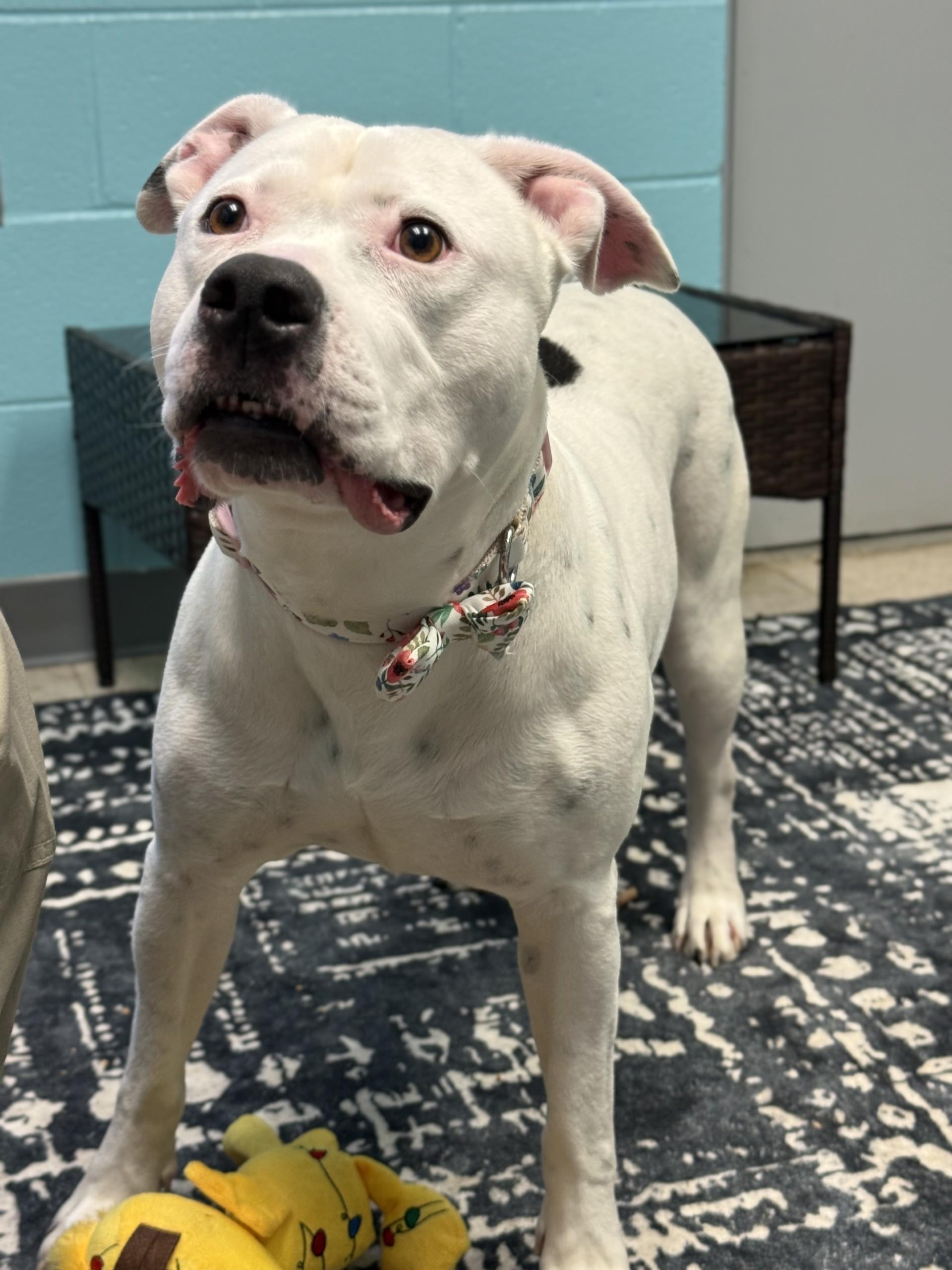 Poochyena, ADOPTABLE, Adult Female American Staffordshire Terrier.