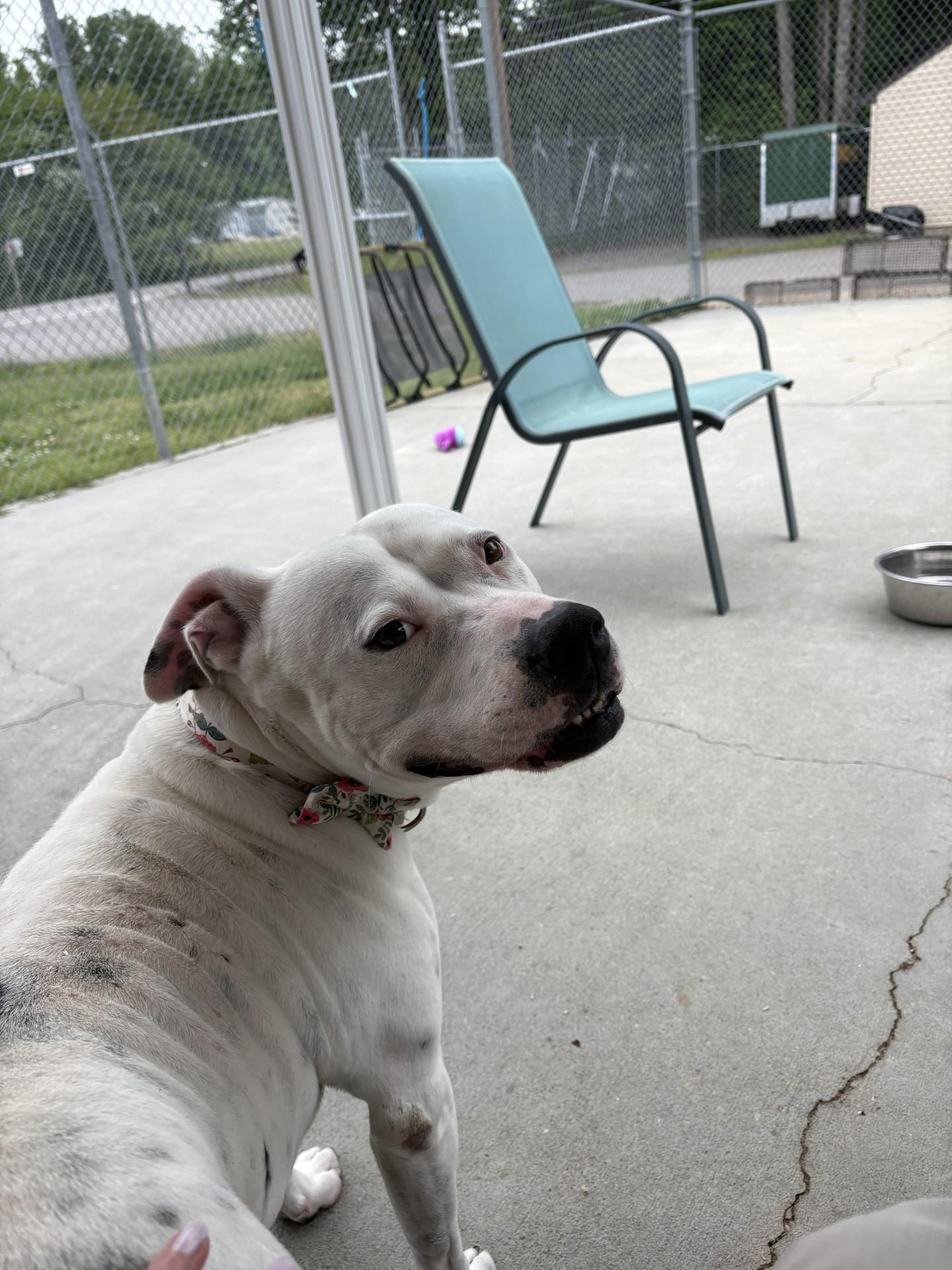 Enlarge Poochyena, a ADOPTABLE American Staffordshire Terrier in Ashland, VA image 2/5