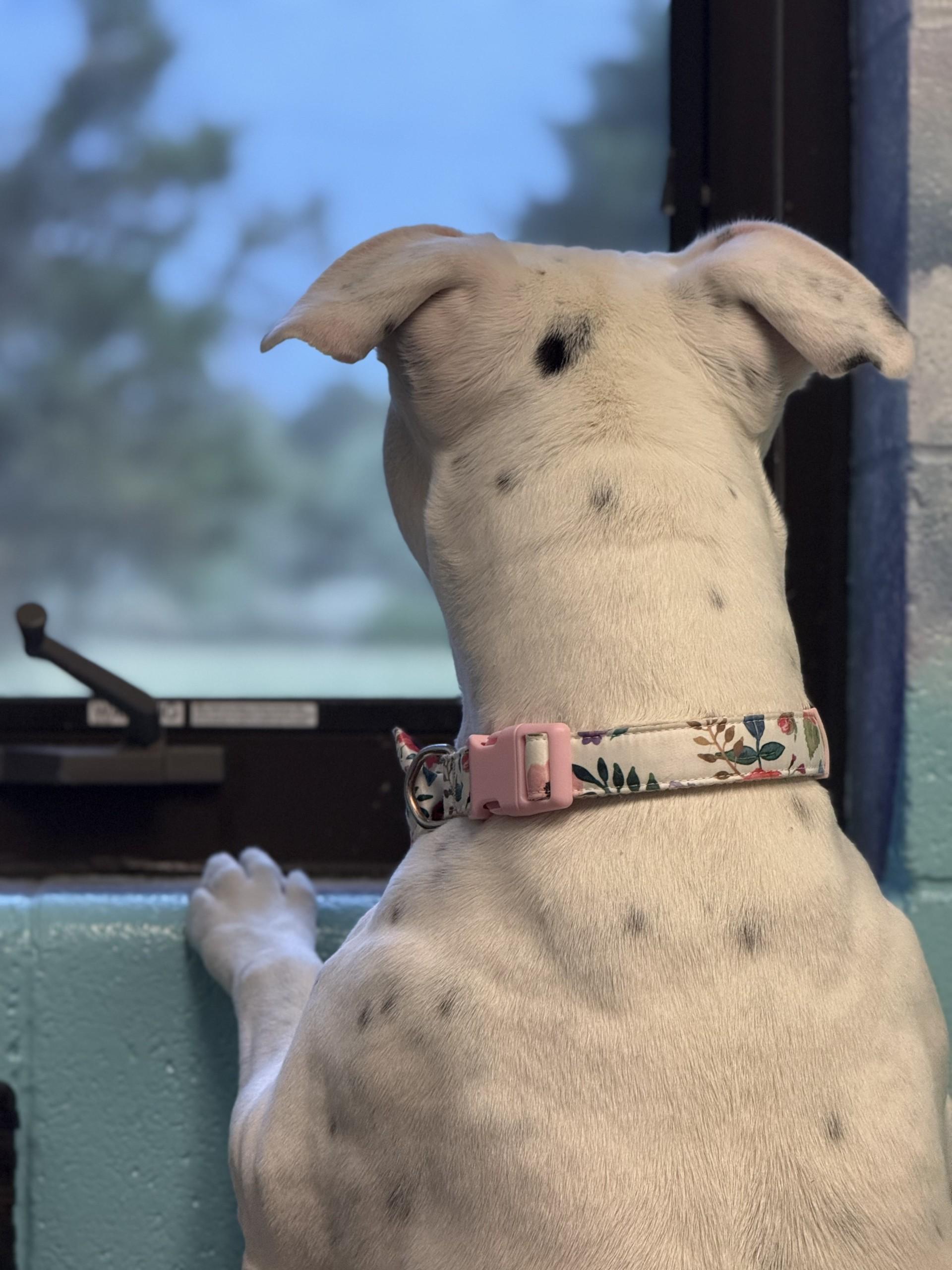 Enlarge Poochyena, a ADOPTABLE American Staffordshire Terrier in Ashland, VA image 5/5