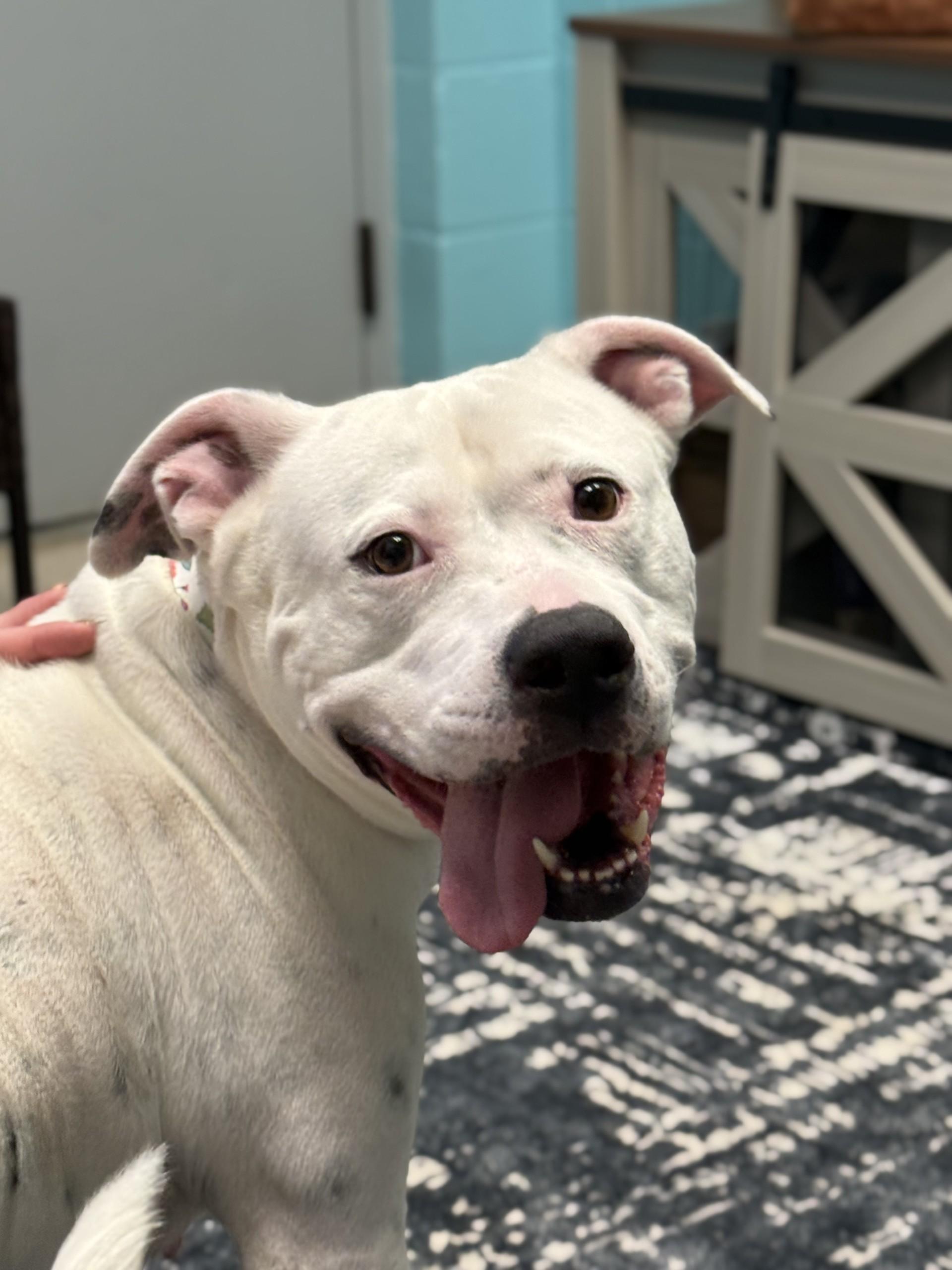 Enlarge Poochyena, a ADOPTABLE American Staffordshire Terrier in Ashland, VA image 3/5