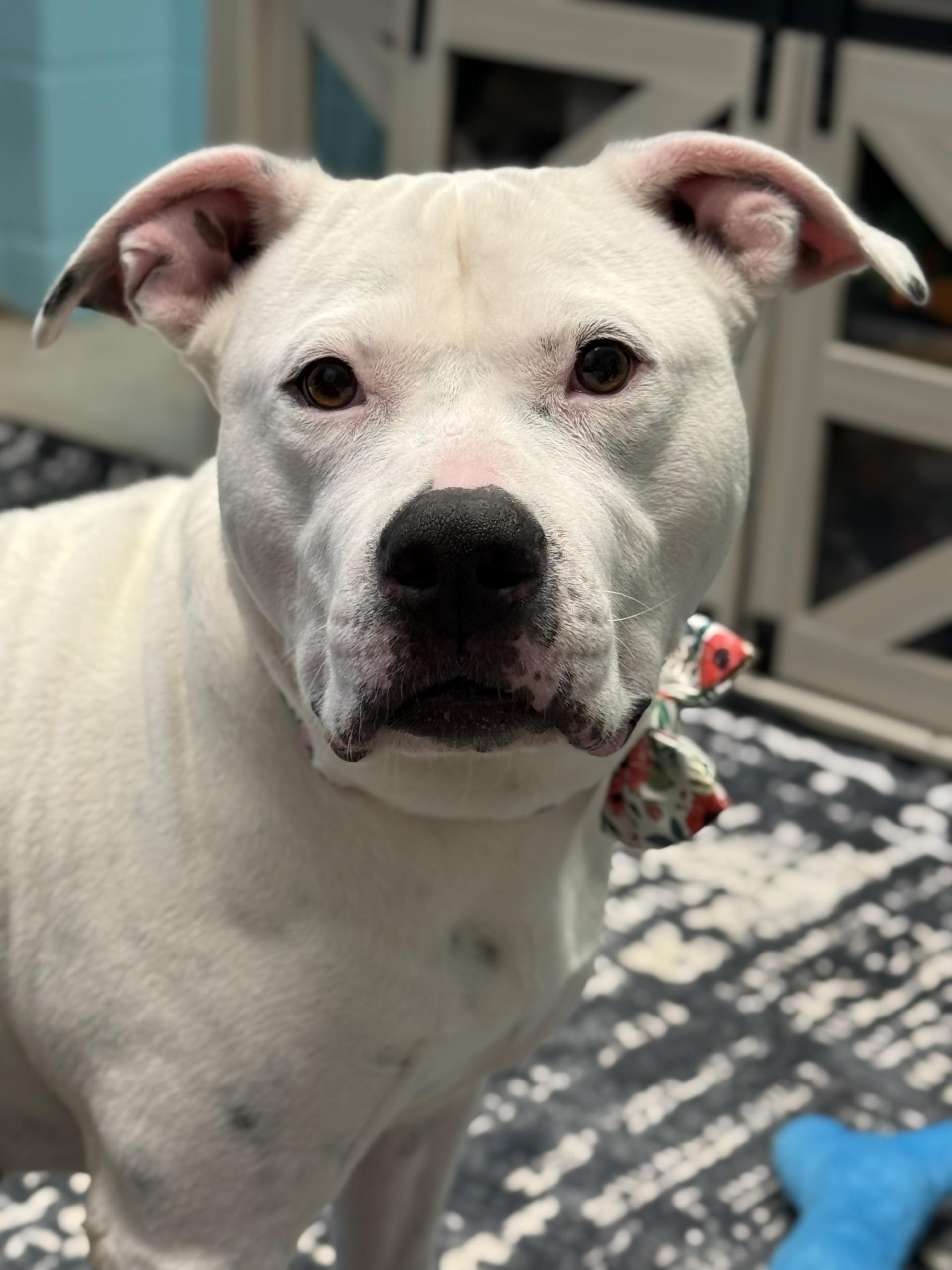 Enlarge Poochyena, a ADOPTABLE American Staffordshire Terrier in Ashland, VA image 4/5