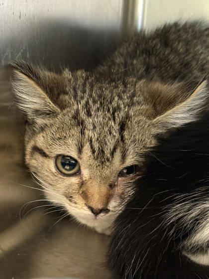 Lucy, Adoptable, Kitten Female Domestic Short Hair & Domestic Short Hair.