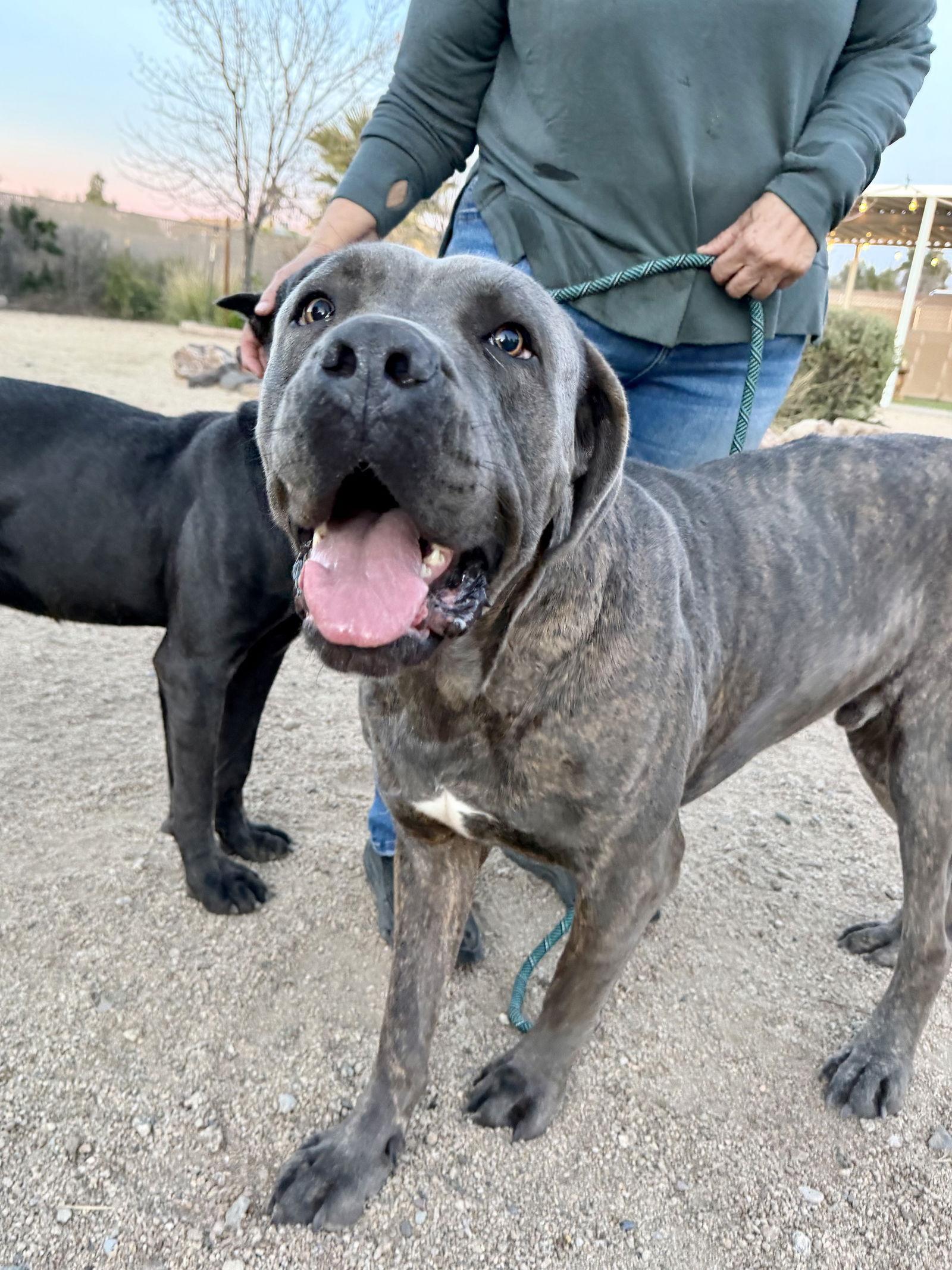 Enlarge Frankie, a Adoptable Cane Corso in Glendale, AZ image 1/3