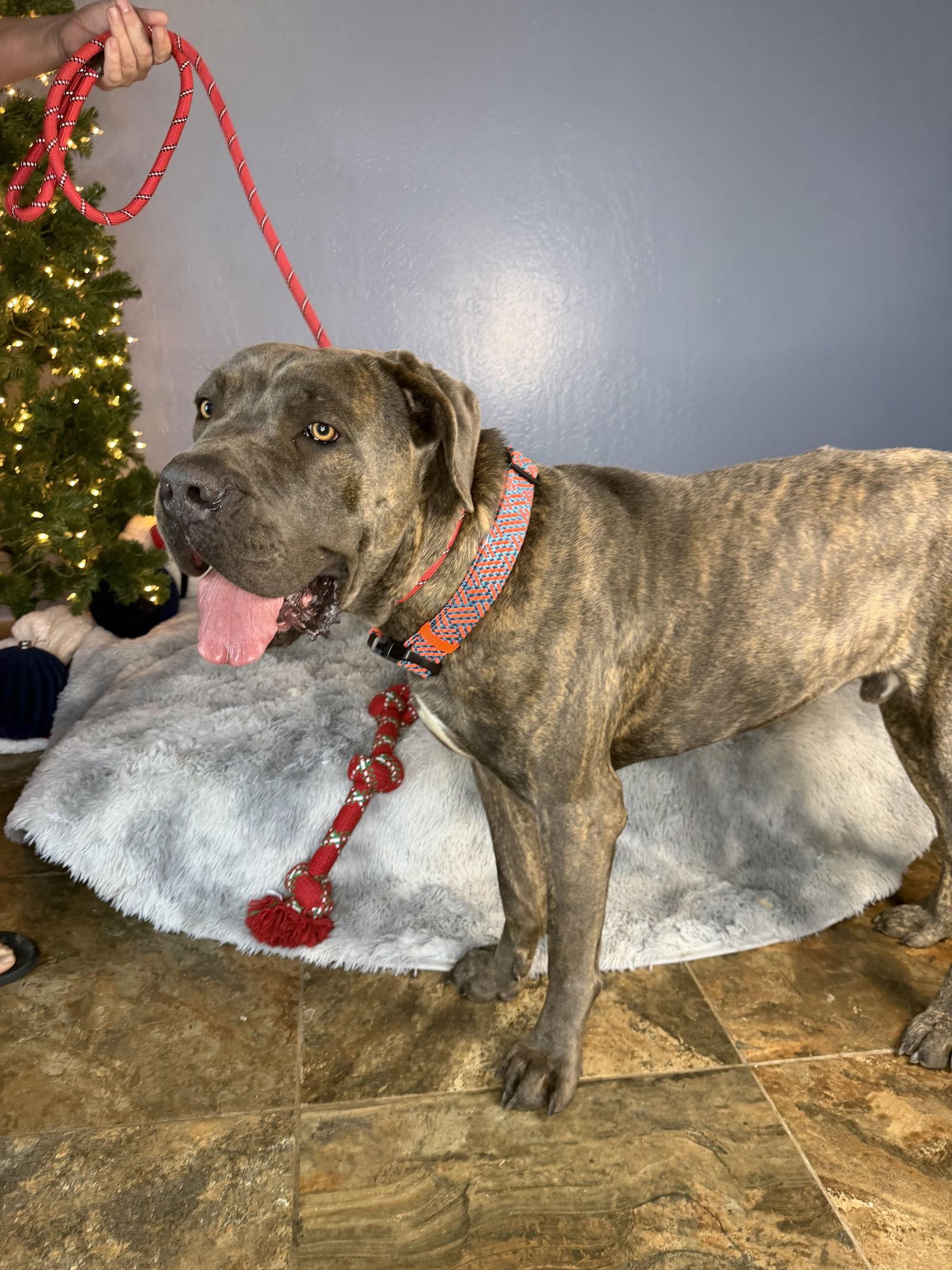 Enlarge Frankie, a Adoptable Cane Corso in Glendale, AZ image 2/3