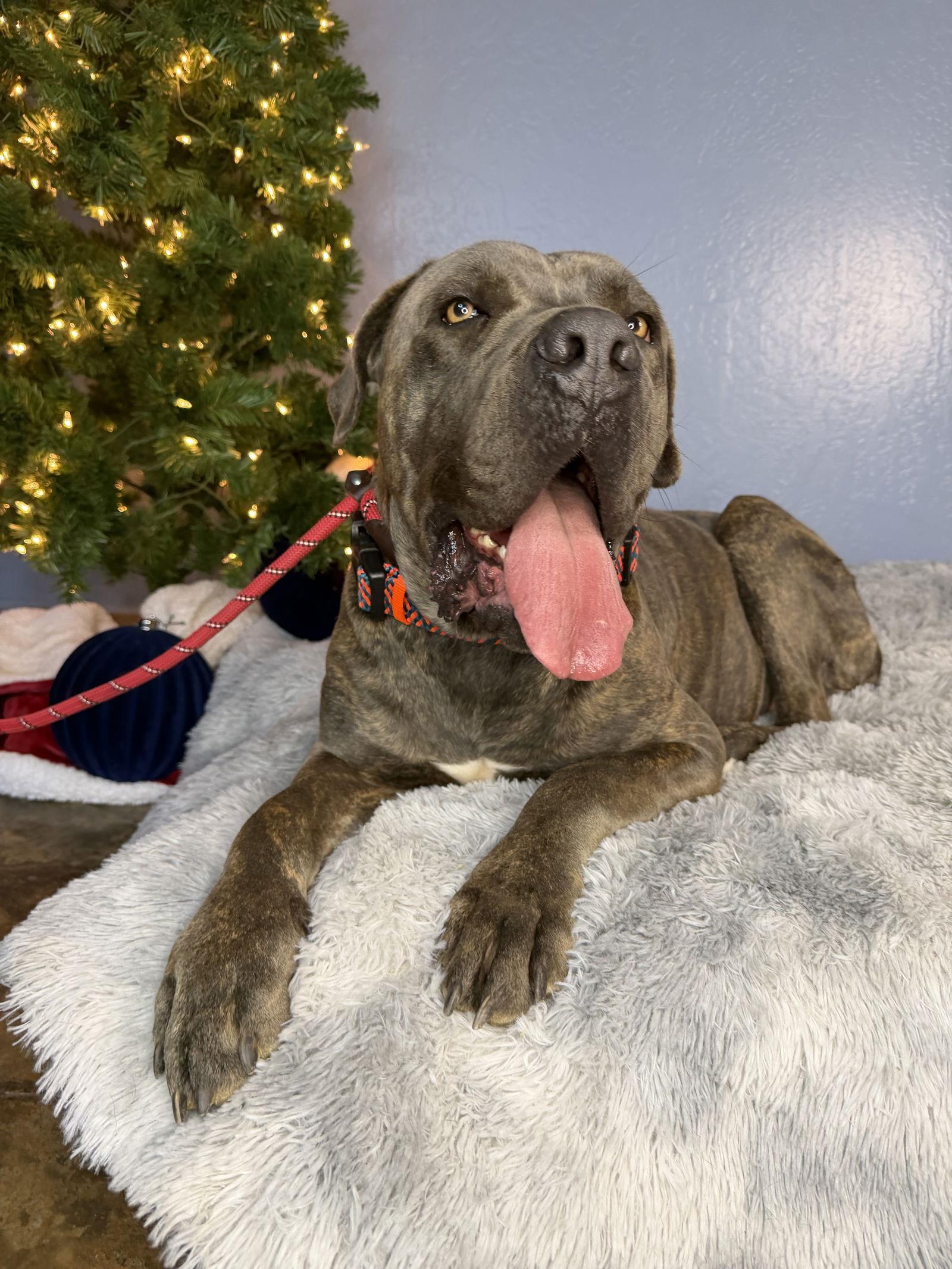 Frankie, Adoptable, Young Male Cane Corso.