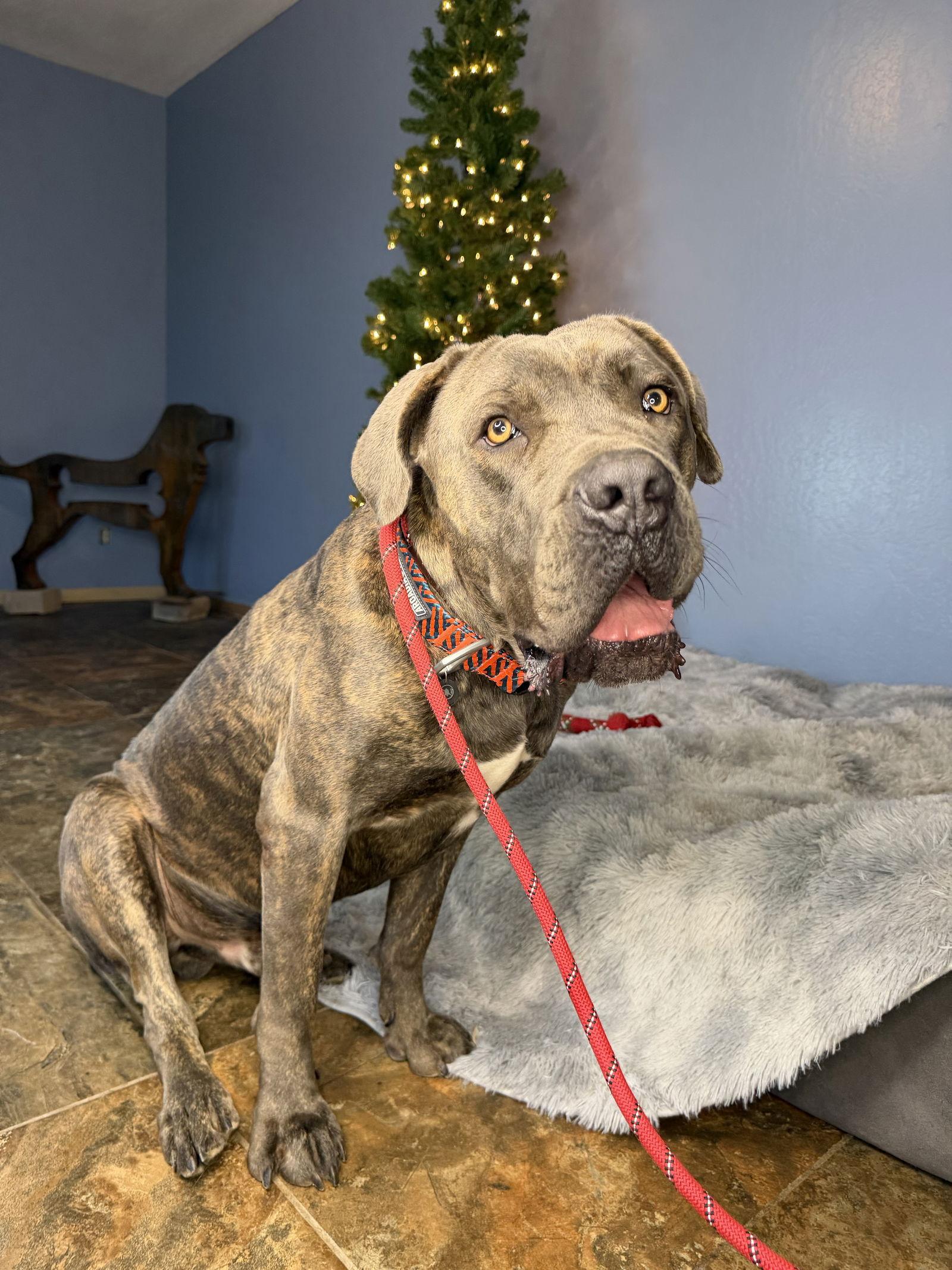 Enlarge Frankie, a Adoptable Cane Corso in Glendale, AZ image 2/3