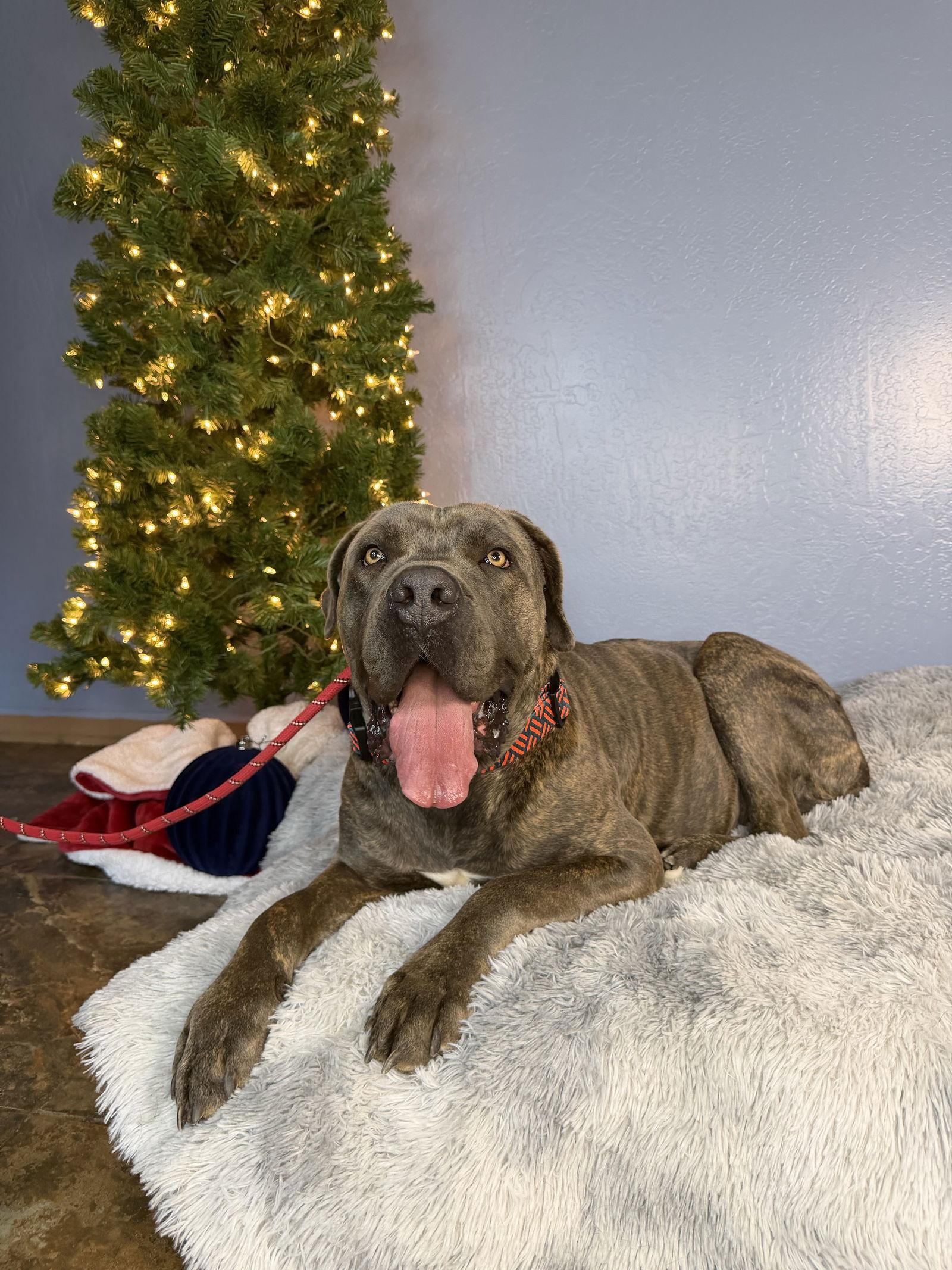 Enlarge Frankie, a Adoptable Cane Corso in Glendale, AZ image 3/3