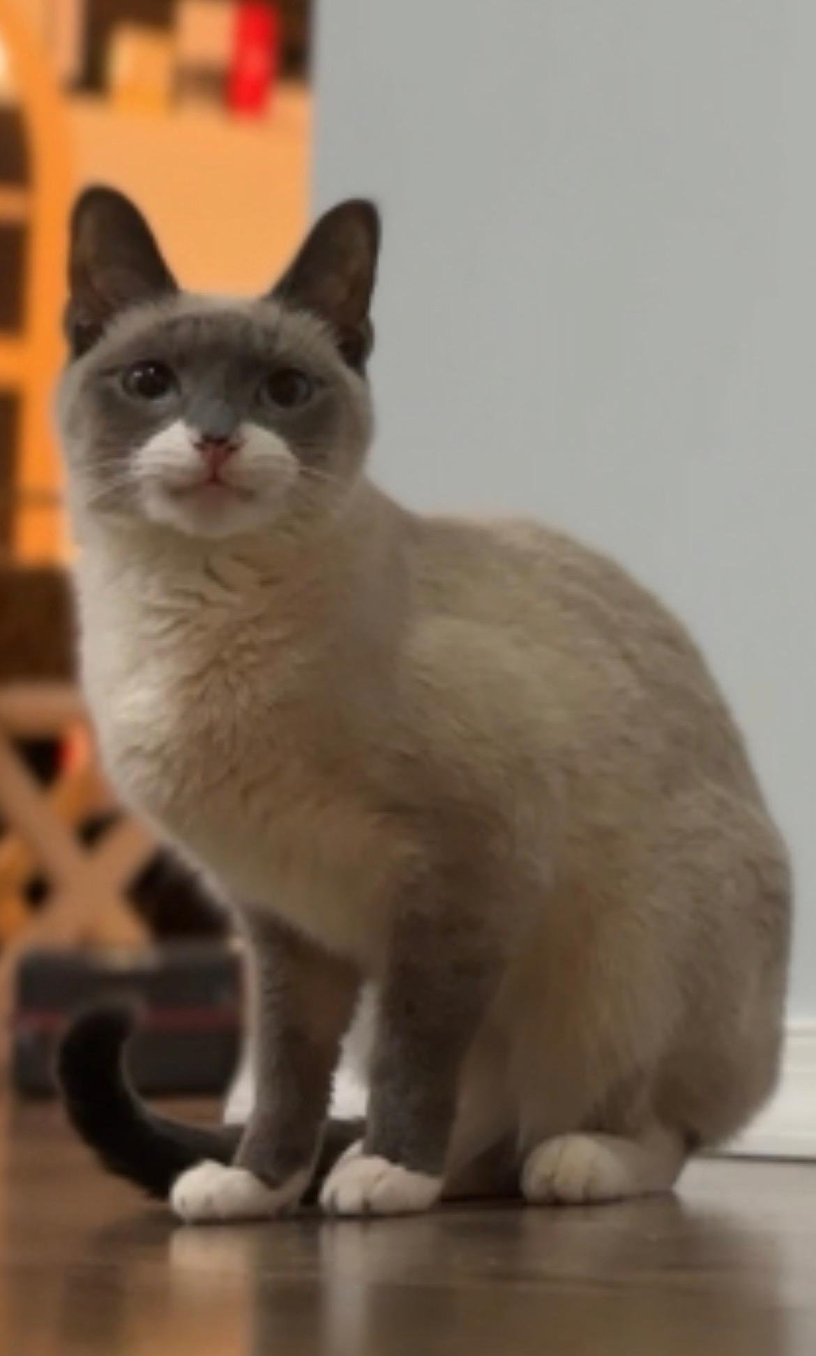 MIA--Courtesy Posting, Adopted, Adult Female Siamese.