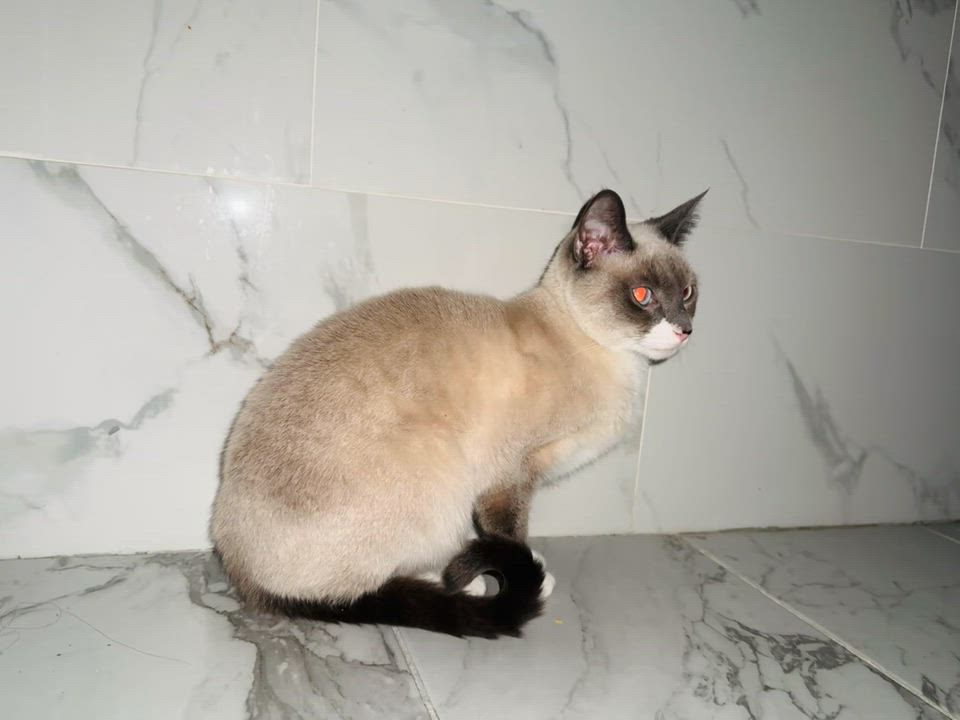 Enlarge MIA--Courtesy Posting, a Adopted Siamese in Kinnelon, NJ video 2/2
