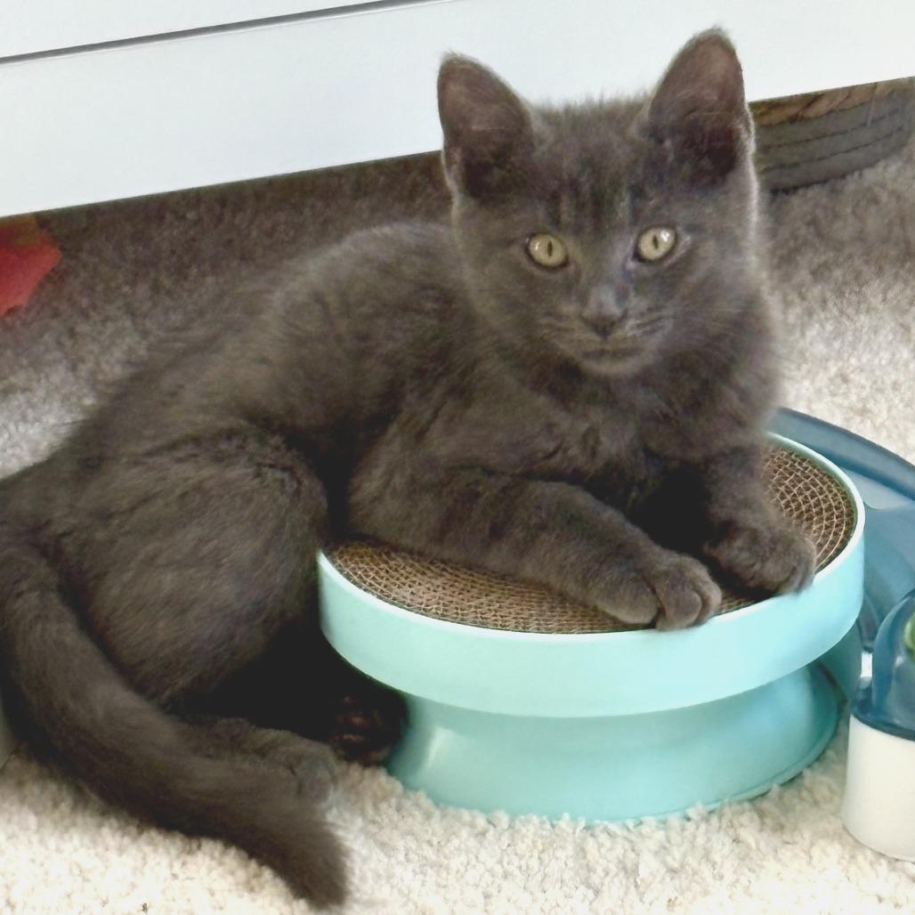 Enlarge Smoke, a Adoptable Domestic Short Hair in Marshall, VA image 1/2