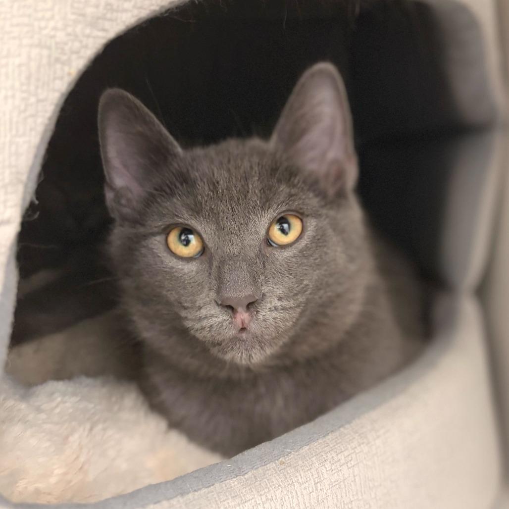 Enlarge Smoke, a Adoptable Domestic Short Hair in Marshall, VA image 2/2