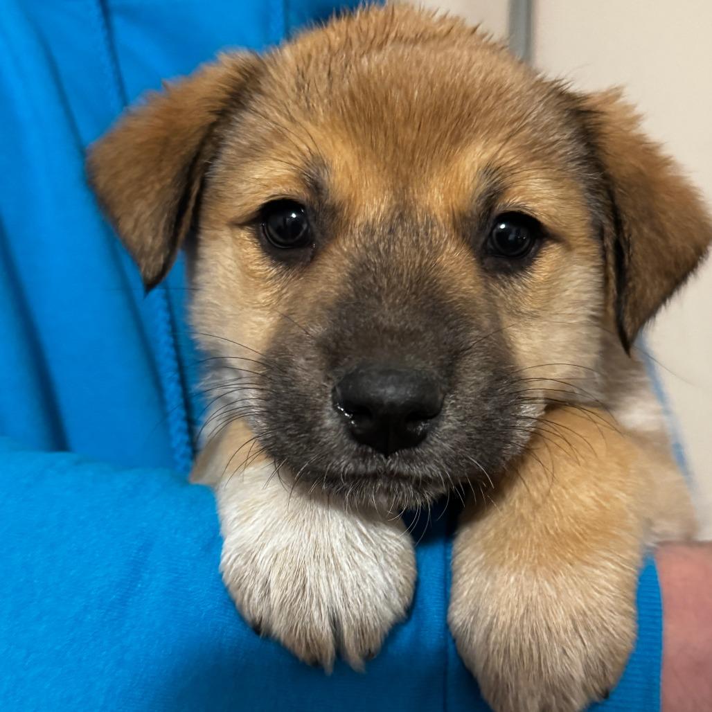NY Coconut (Foster in Stormville), Adoptable, Puppy Female Great Pyrenees & Cattle Dog.
