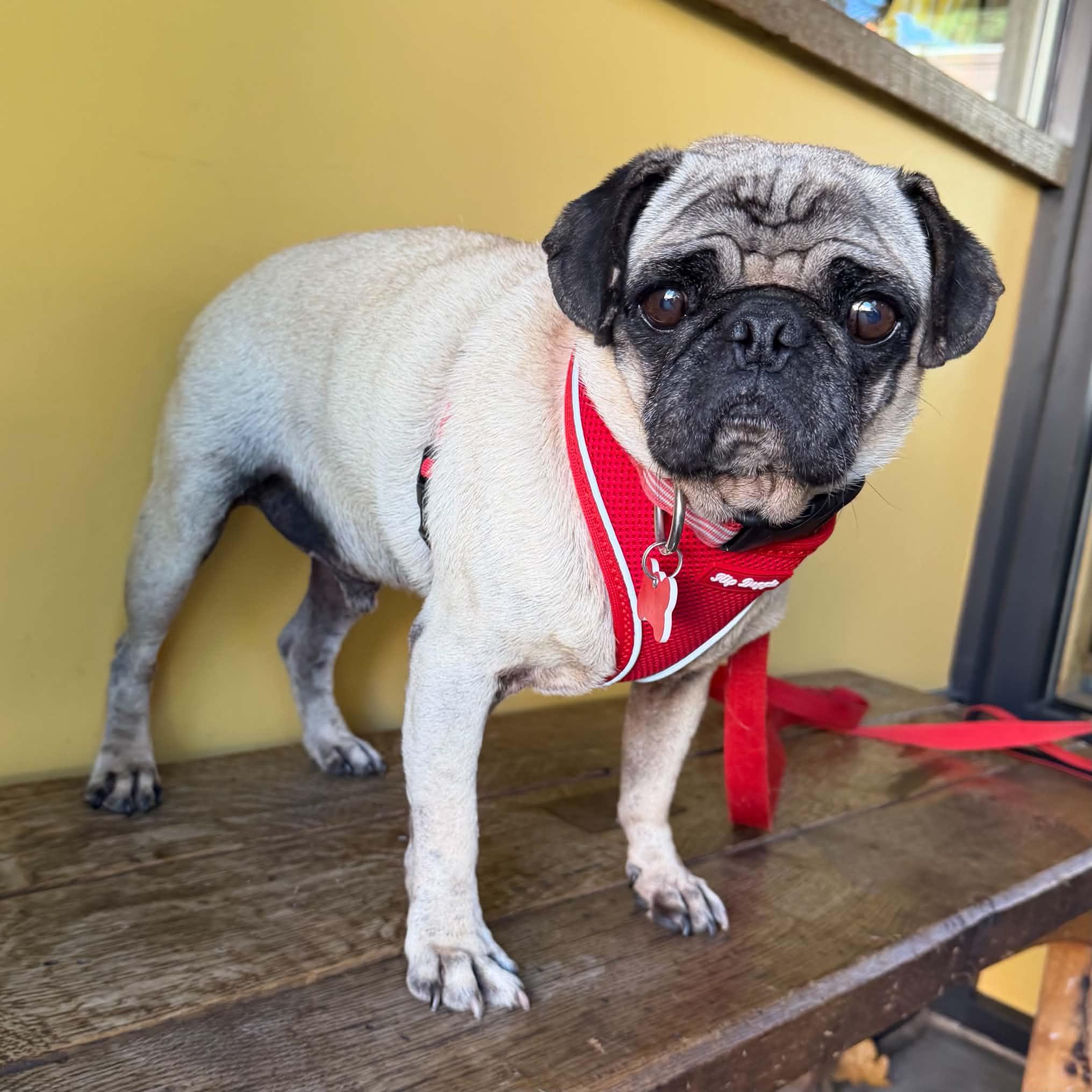 Enlarge Biscuit, a Adoptable Pug in Boulder, CO image 4/6