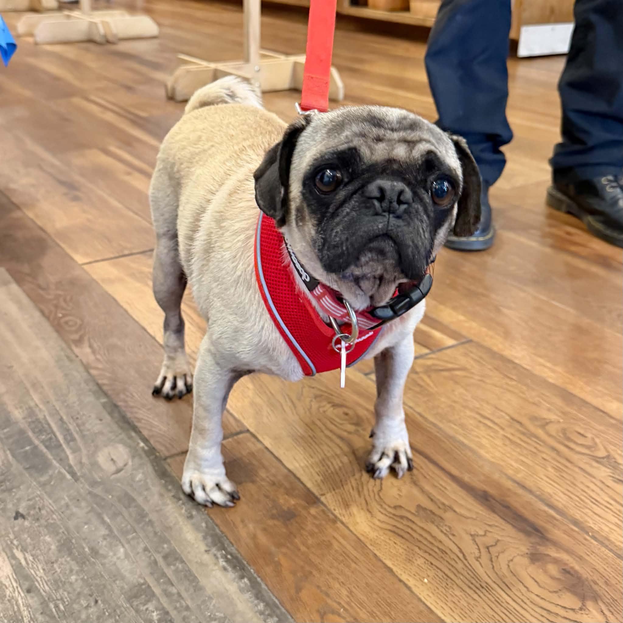 Enlarge Biscuit, a Adoptable Pug in Boulder, CO image 5/6