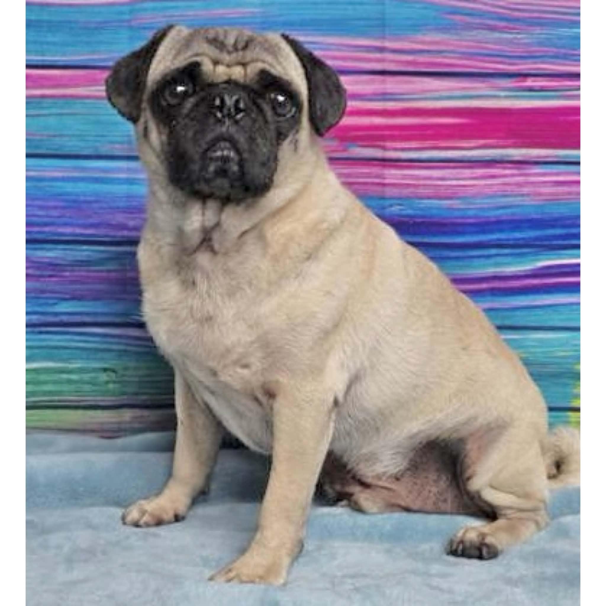 Enlarge Biscuit, a Adoptable Pug in Boulder, CO image 6/6