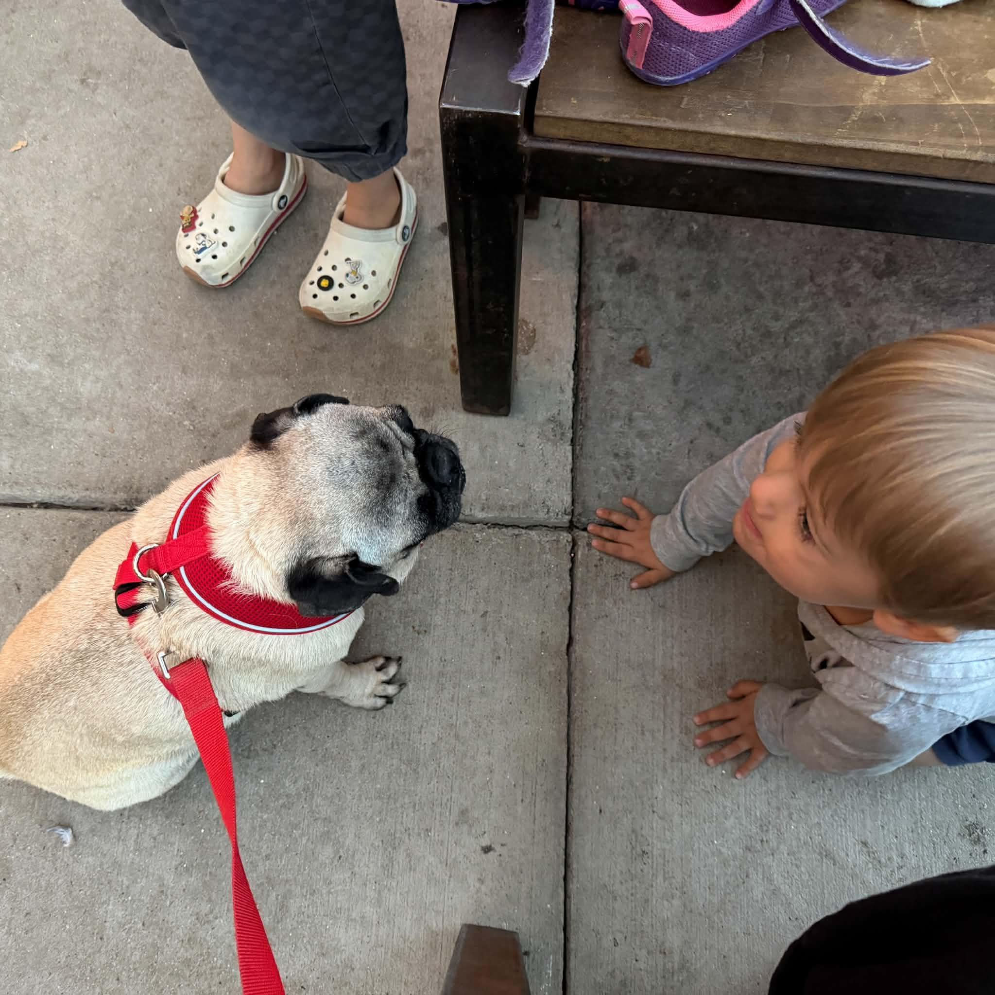 Enlarge Biscuit, a Adoptable Pug in Boulder, CO image 2/6