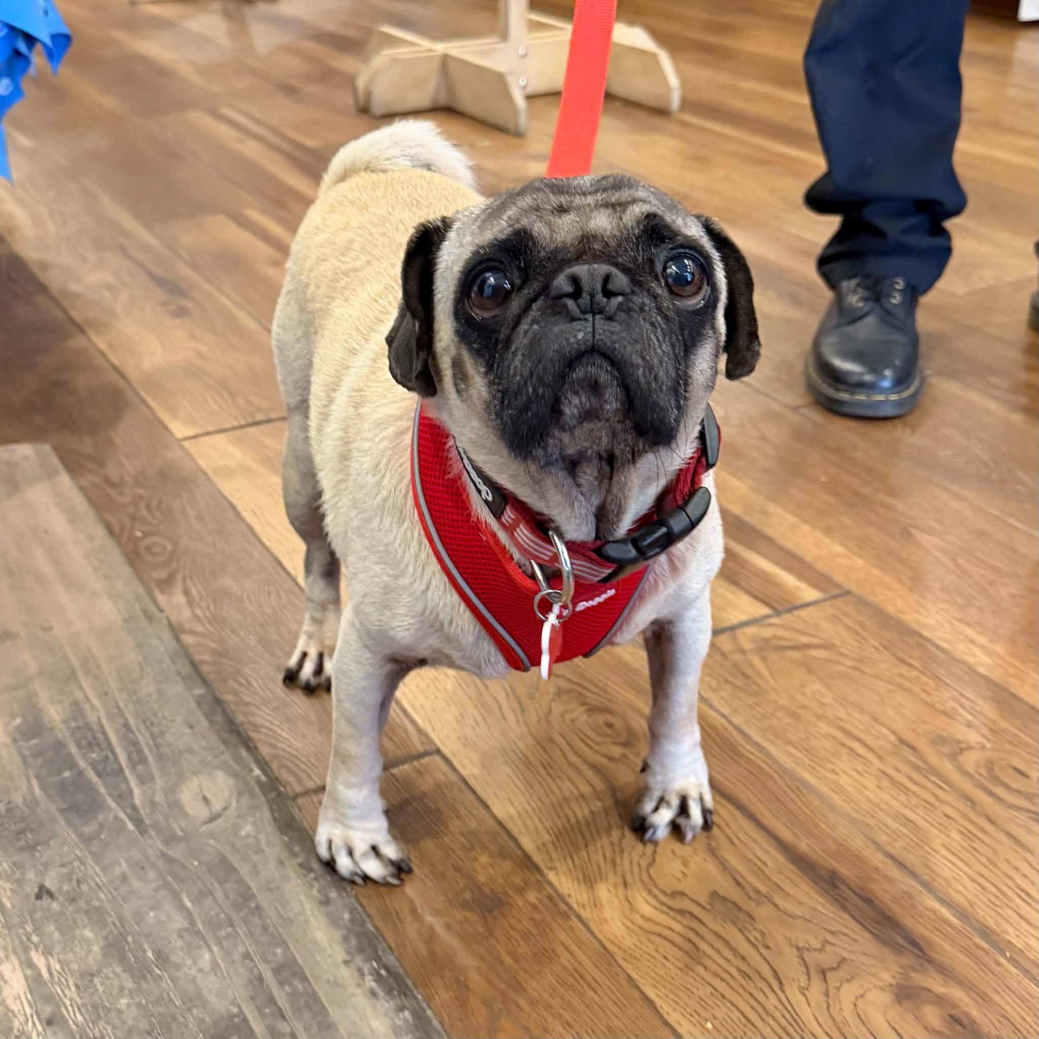Enlarge Biscuit, a Adoptable Pug in Boulder, CO image 3/6