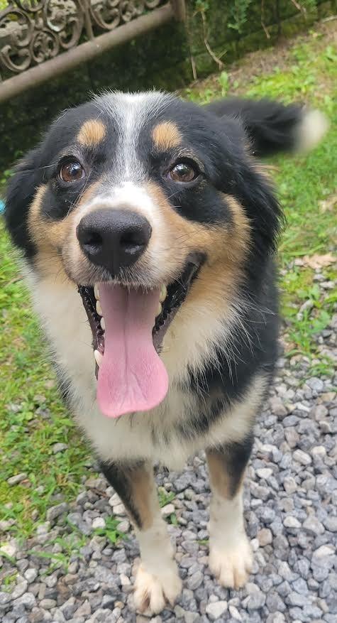 Gumbo, Adopted, Young Male Australian Shepherd.