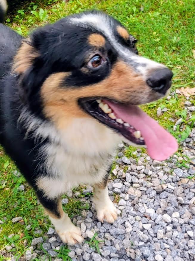 Enlarge Gumbo, a Adopted Australian Shepherd in Crossville, TN image 2/4