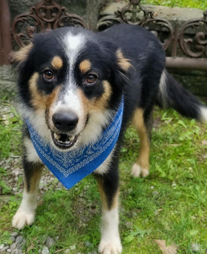 Enlarge Gumbo, a Adopted Australian Shepherd in Crossville, TN image 3/4