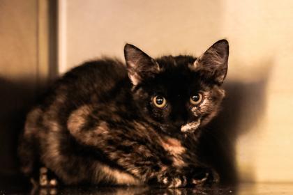 Marble, Adoptable, Kitten Female Domestic Short Hair & Domestic Short Hair.