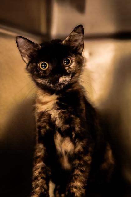 Marble, a Adoptable mixed breed in Dothan, AL image 2/2